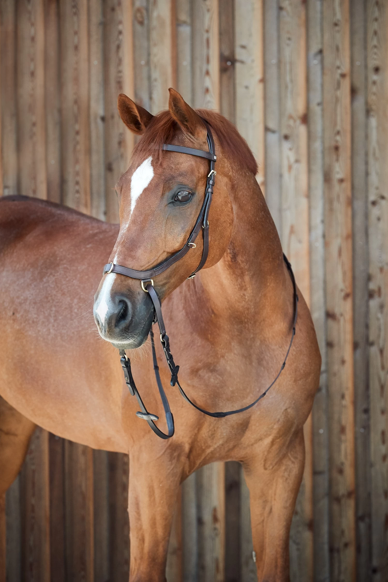 Horze Orlando Combined Bitless Bridle - Image 10