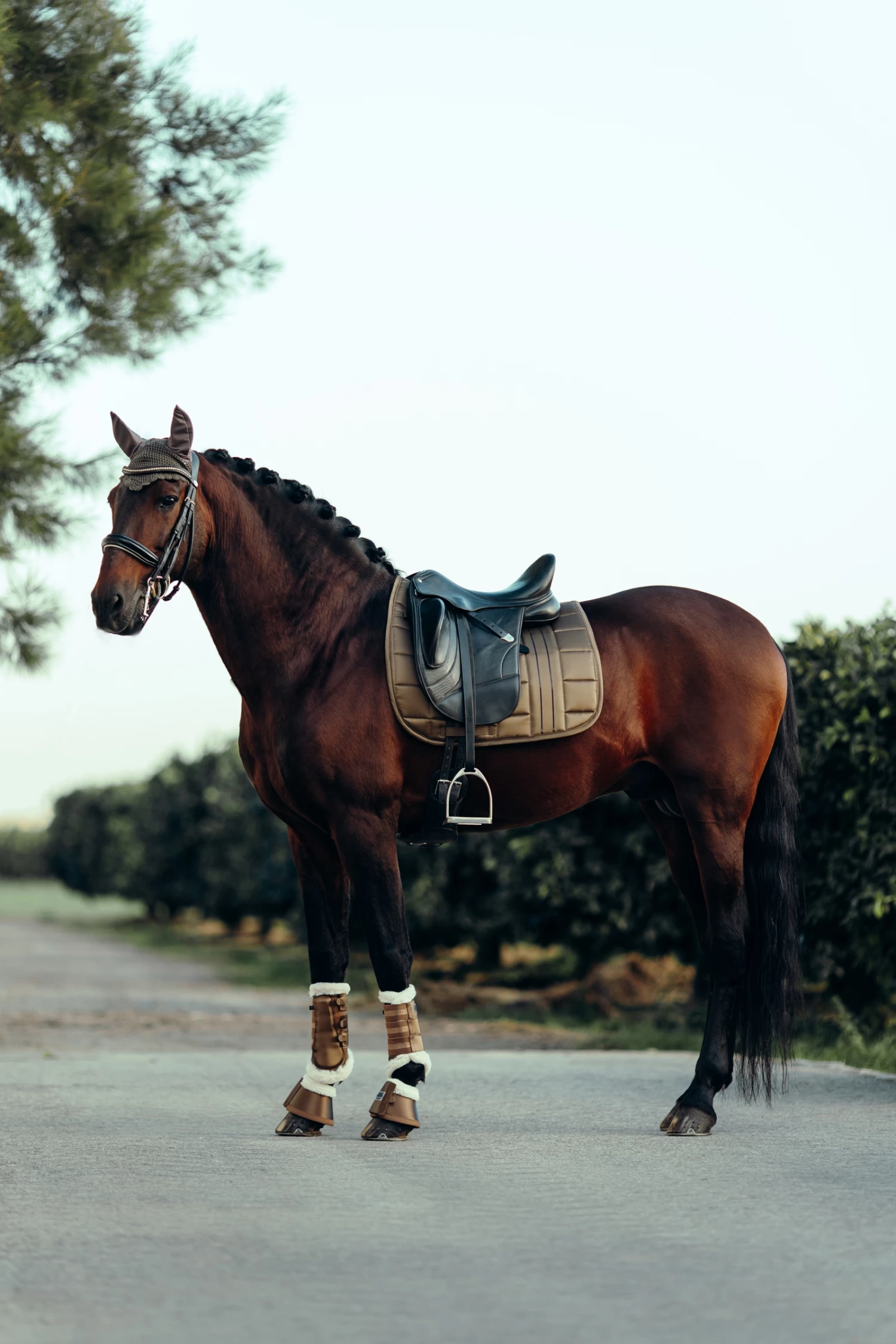 B Vertigo Drew Dressage Saddle Pad - Image 8