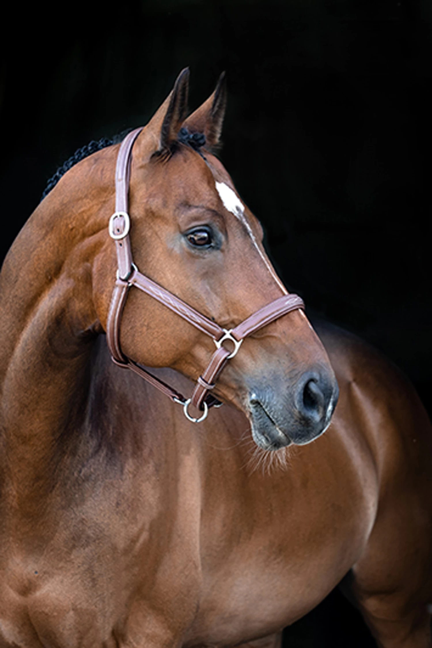 Horze Warren Soft Leather Halter - Image 4