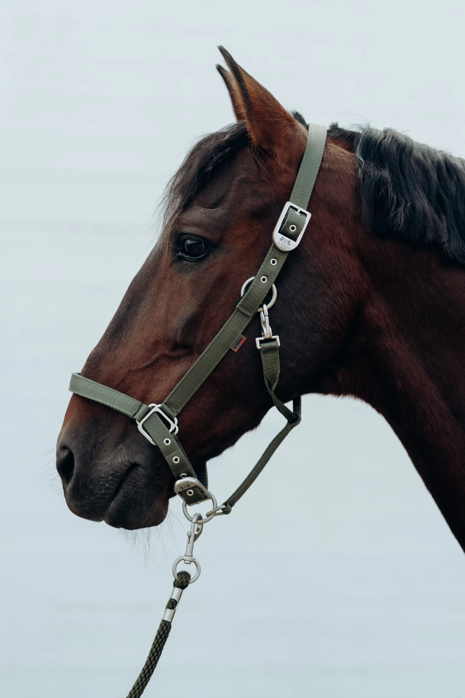 B Vertigo Hardwick Halter - Image 12