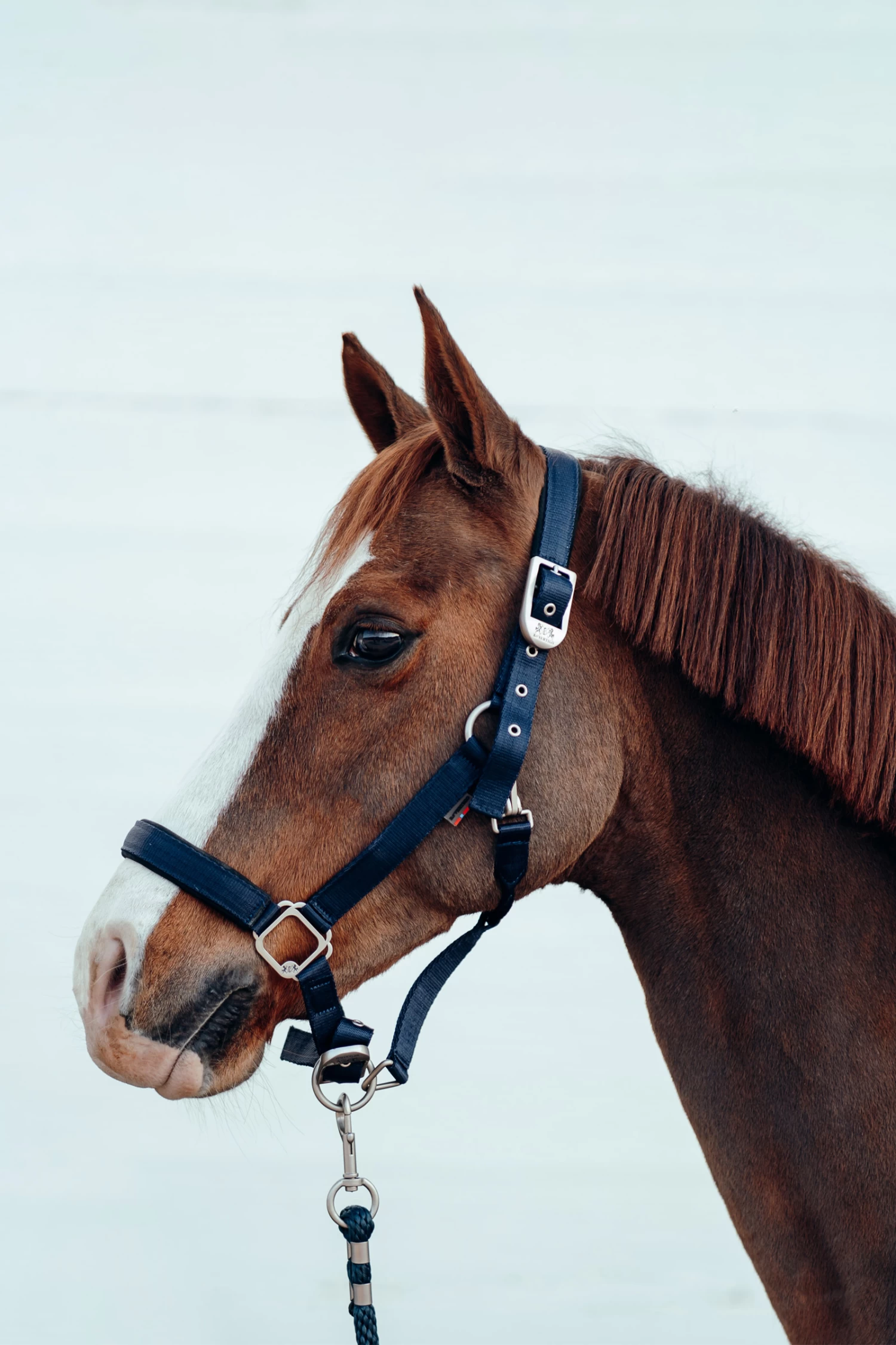 B Vertigo Hardwick Halter - Image 9
