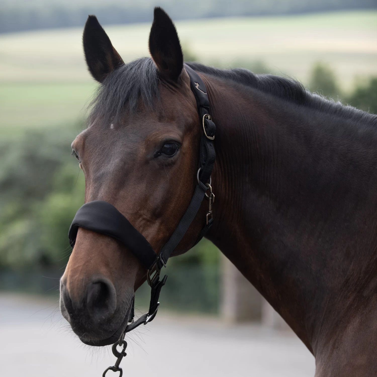 Horze Graz Halter - Image 2