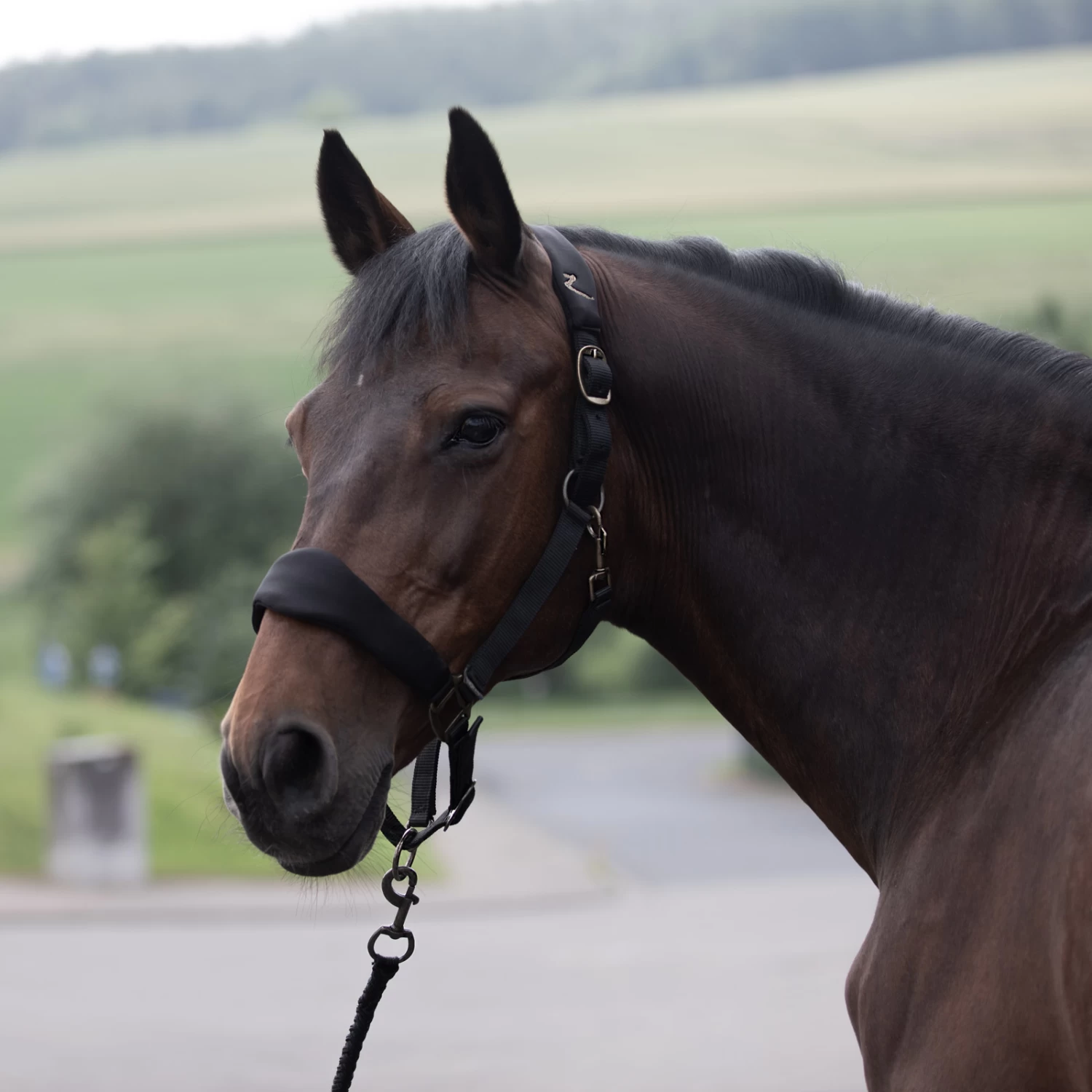Horze Graz Halter - Image 3