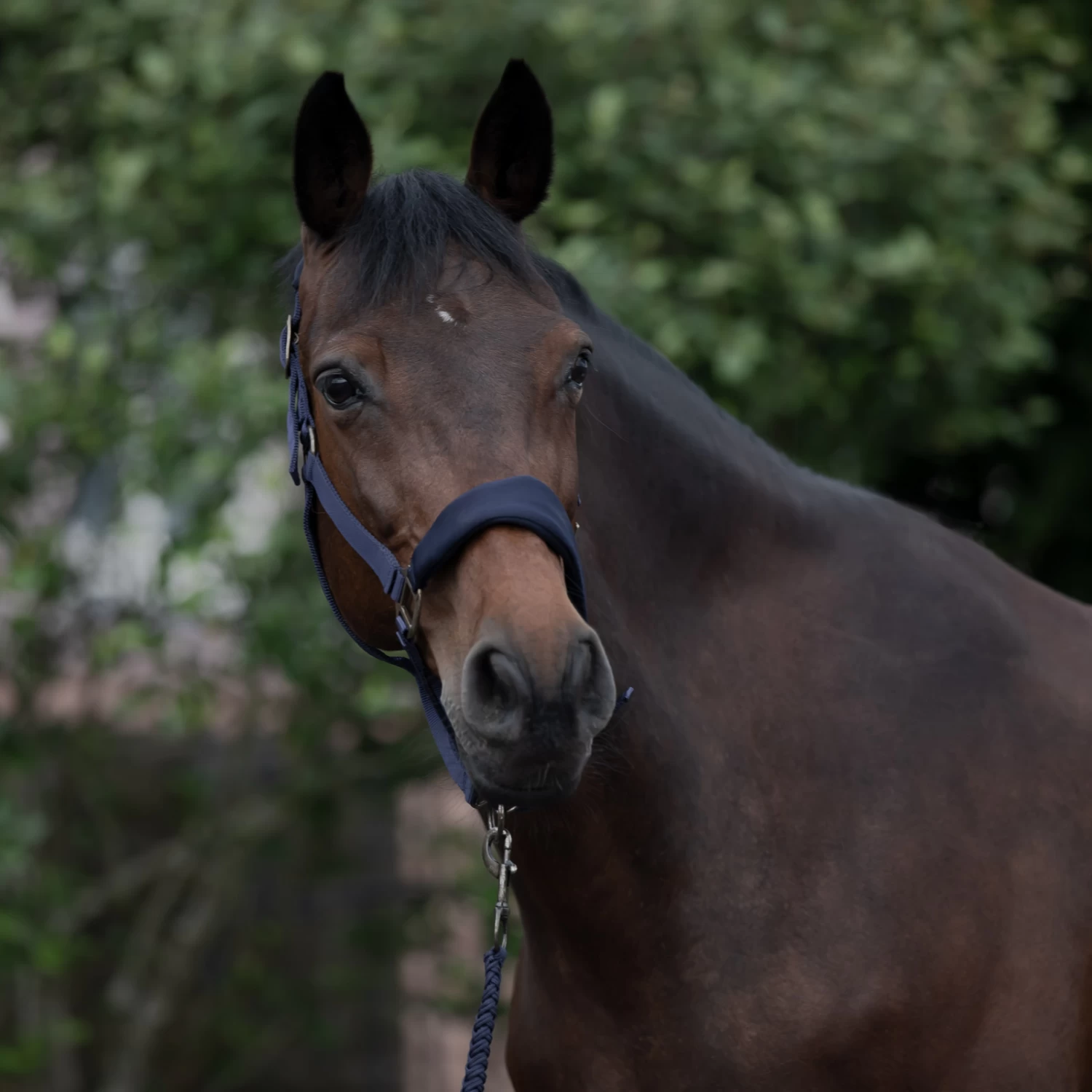 Horze Graz Halter - Image 14