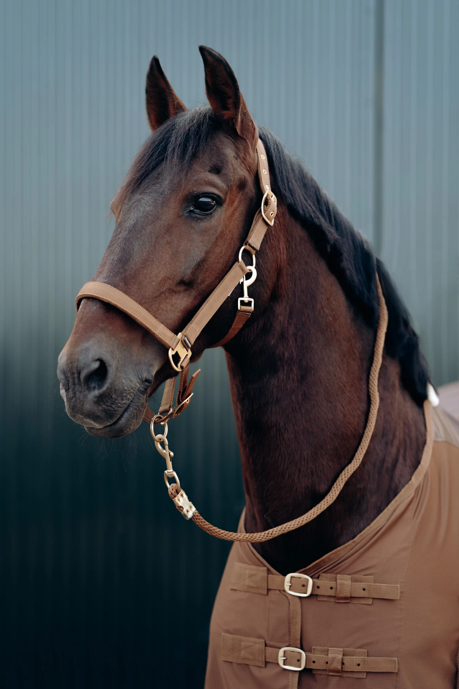 Horze Houston Halter - Image 2