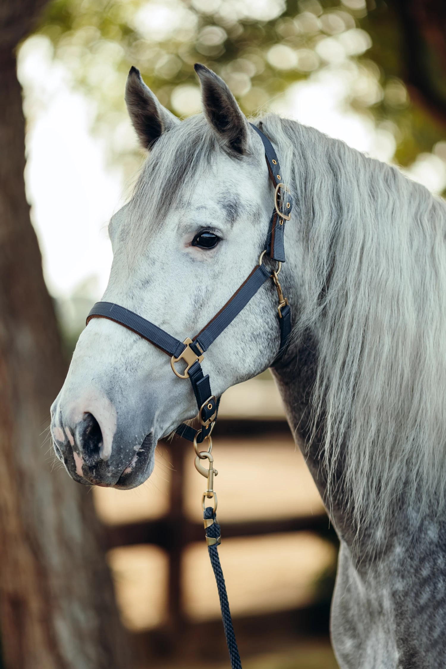 Horze Houston Halter - Image 4