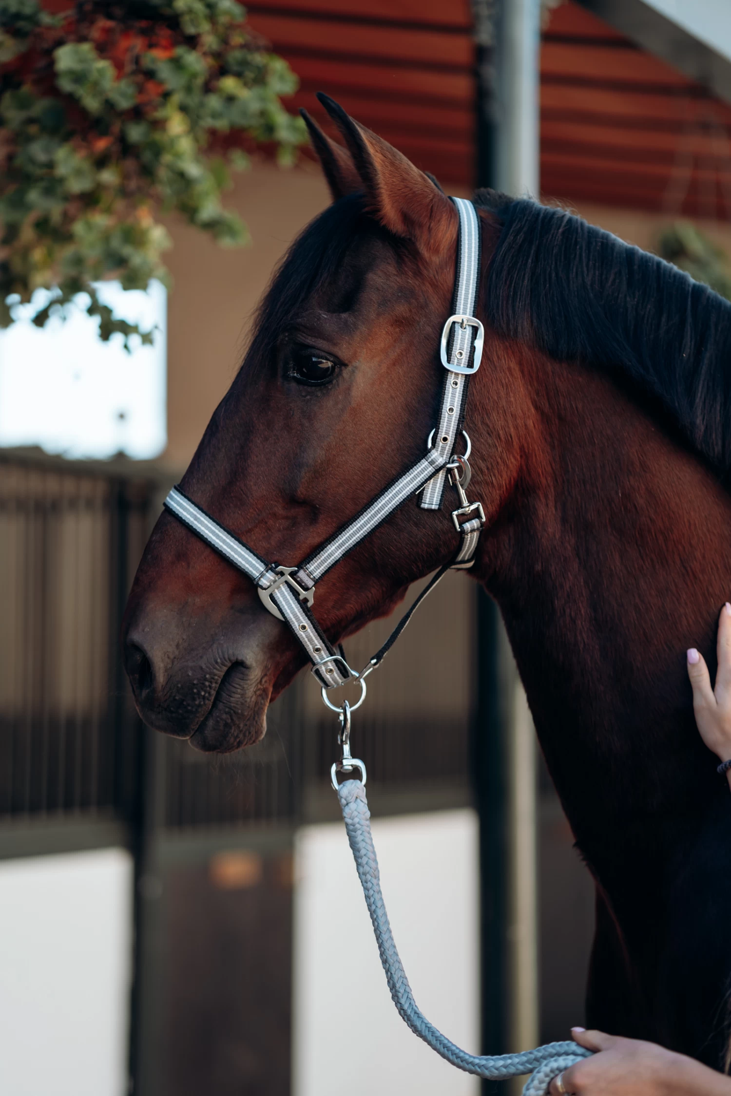 Horze Munich Halter & Lead Set - Image 2