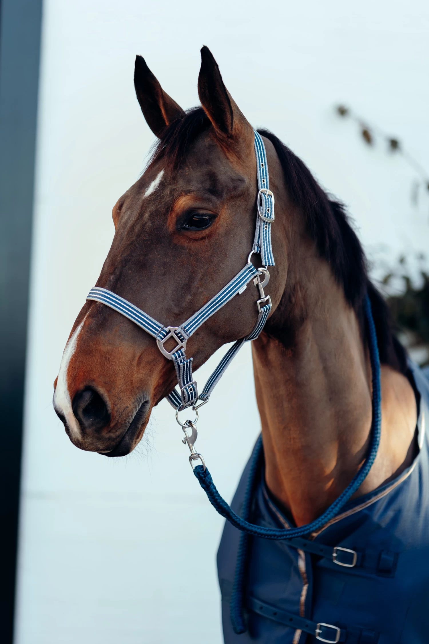 Horze Munich Halter & Lead Set - Image 8