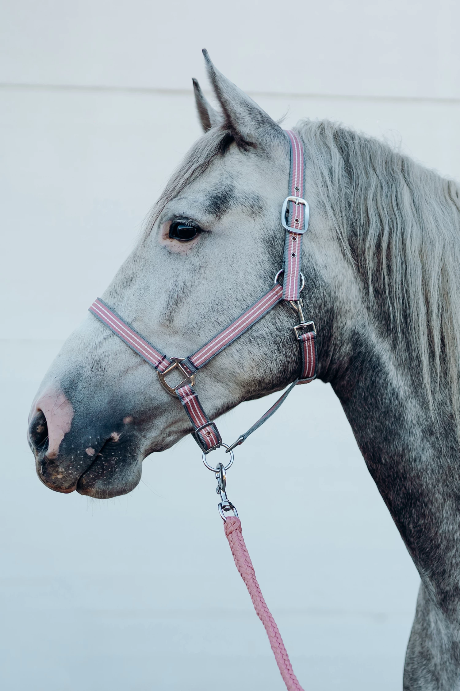 Horze Munich Halter & Lead Set - Image 10