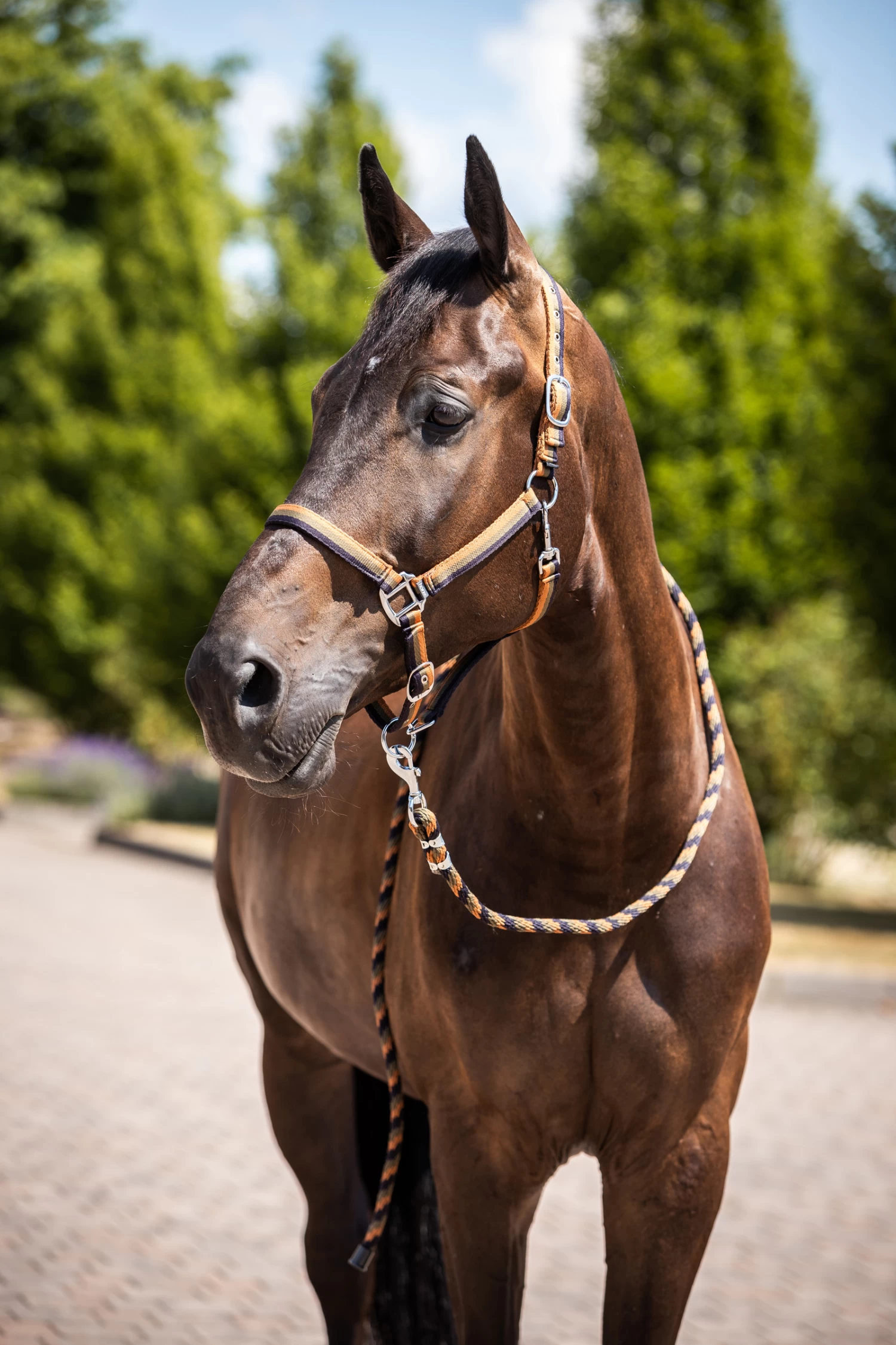 Horze Sandnes Halter & Lead Set - Image 2