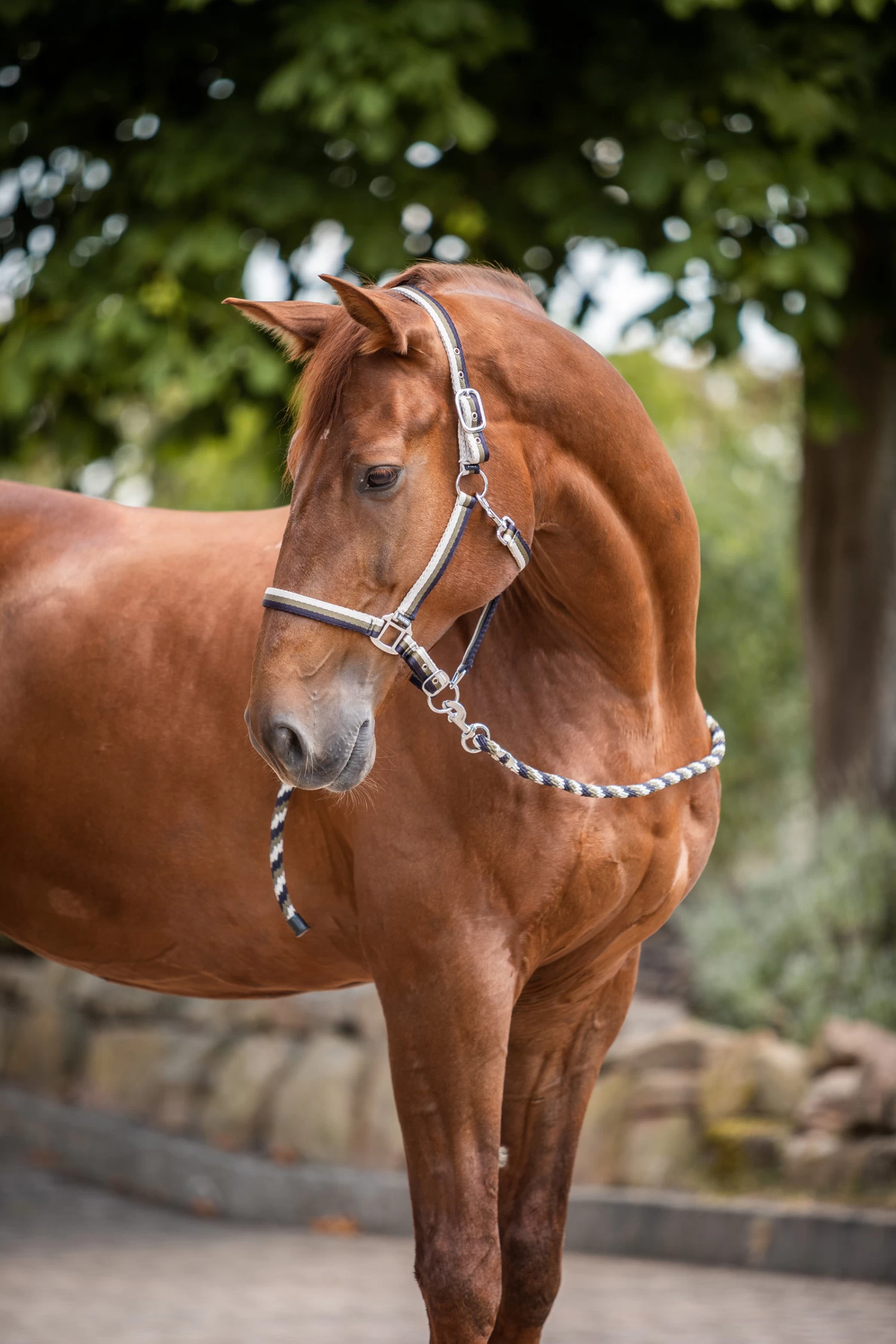 Horze Sandnes Halter & Lead Set - Image 4