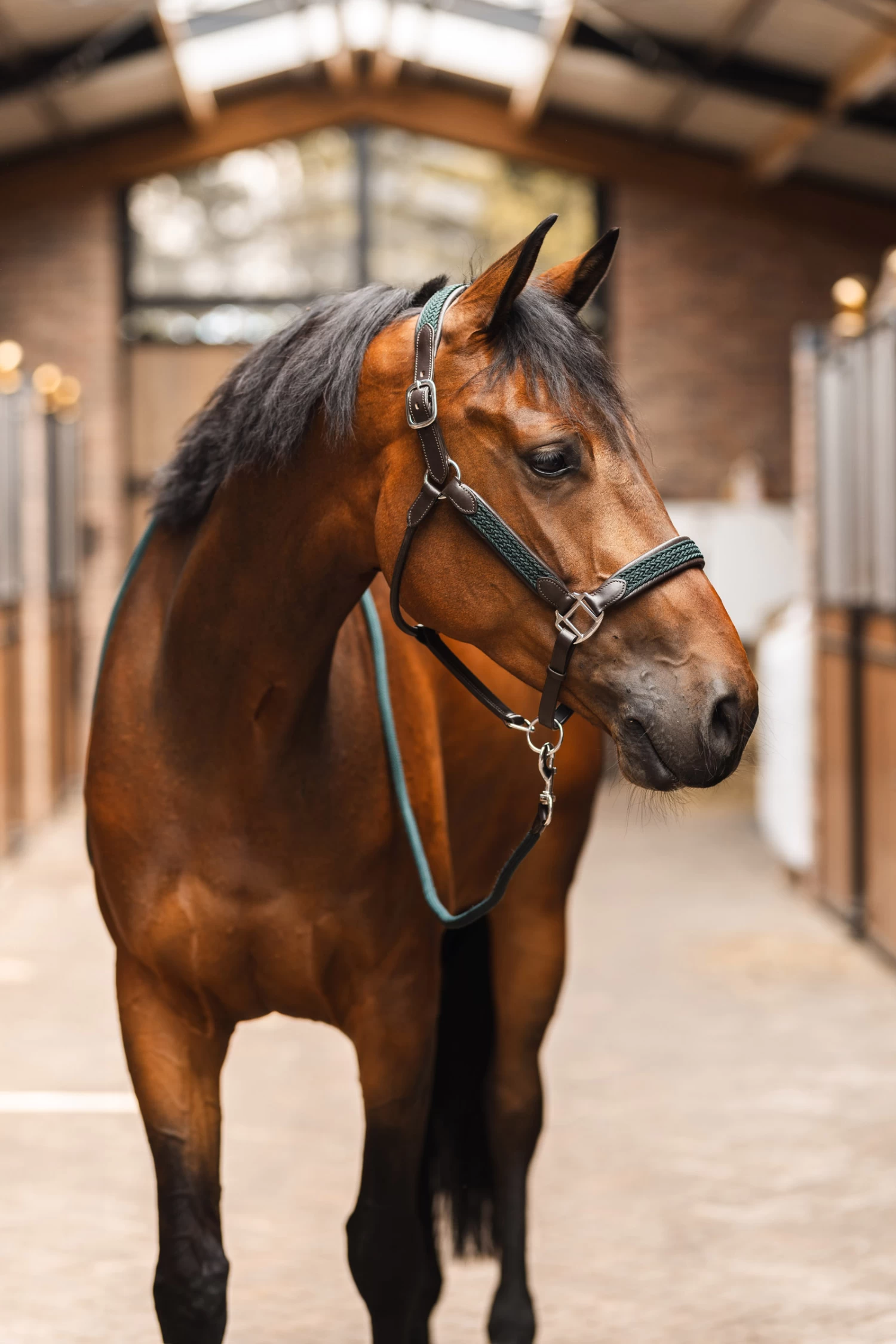 B Vertigo Evolve Leather Halter - Image 6
