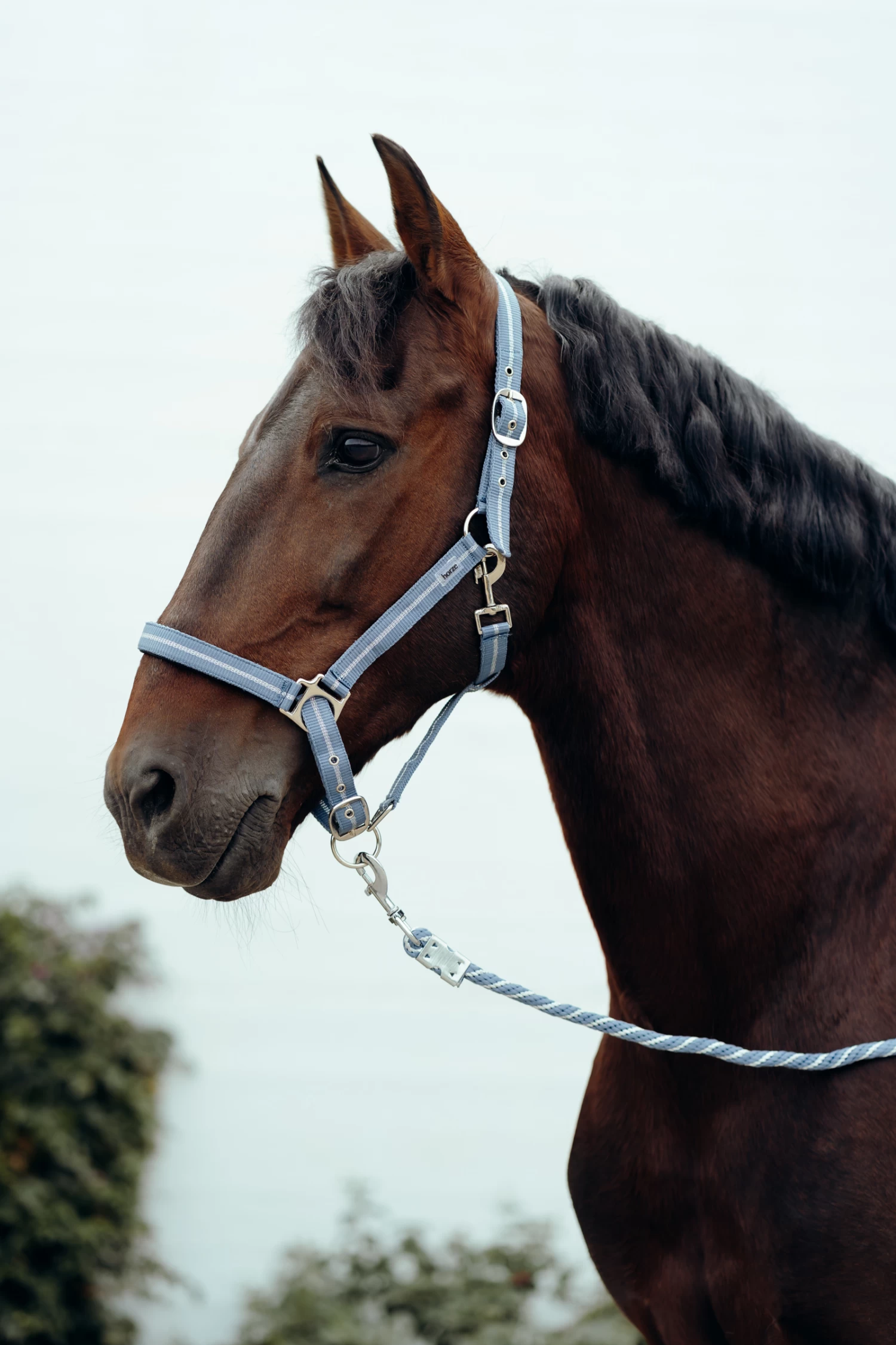 Horze Halter & Lead Set With Metallic Stripes - Image 4