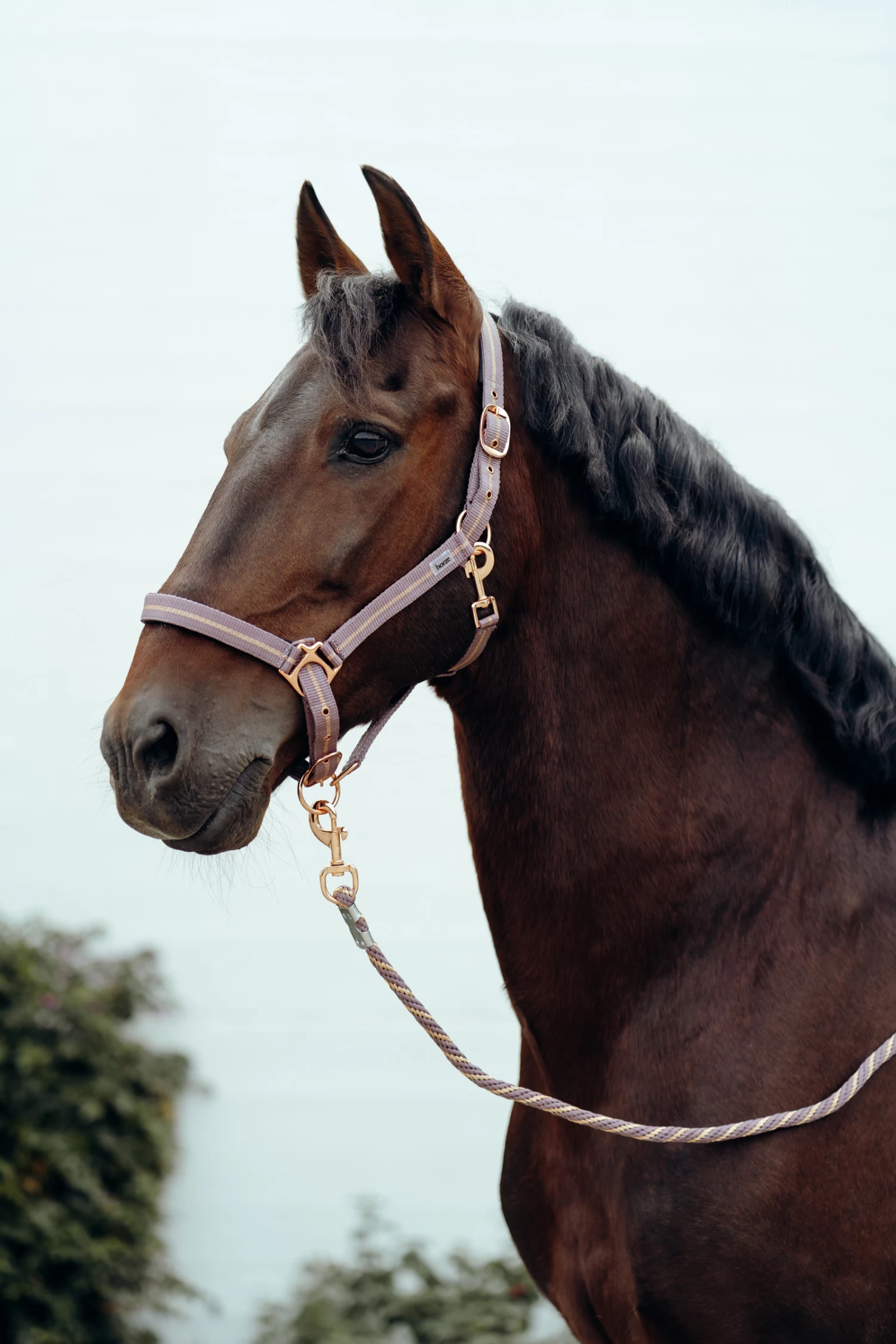 Horze Halter & Lead Set With Metallic Stripes - Image 6