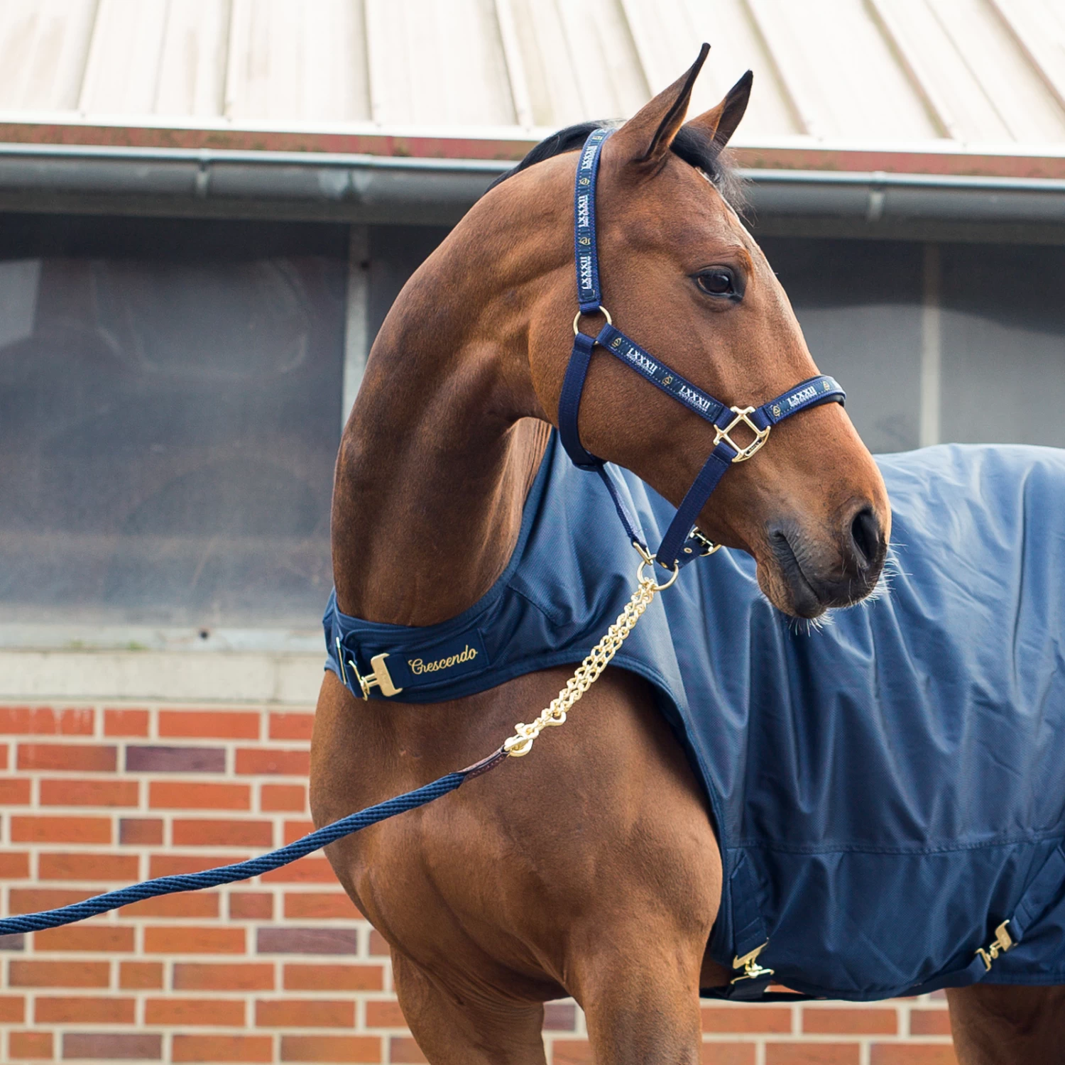 Horze Holbrook Chain Lead - Image 4