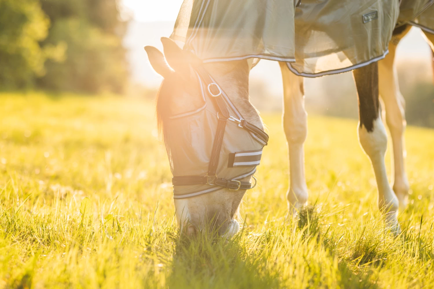 Horze La Pampa Fly Set - Image 19