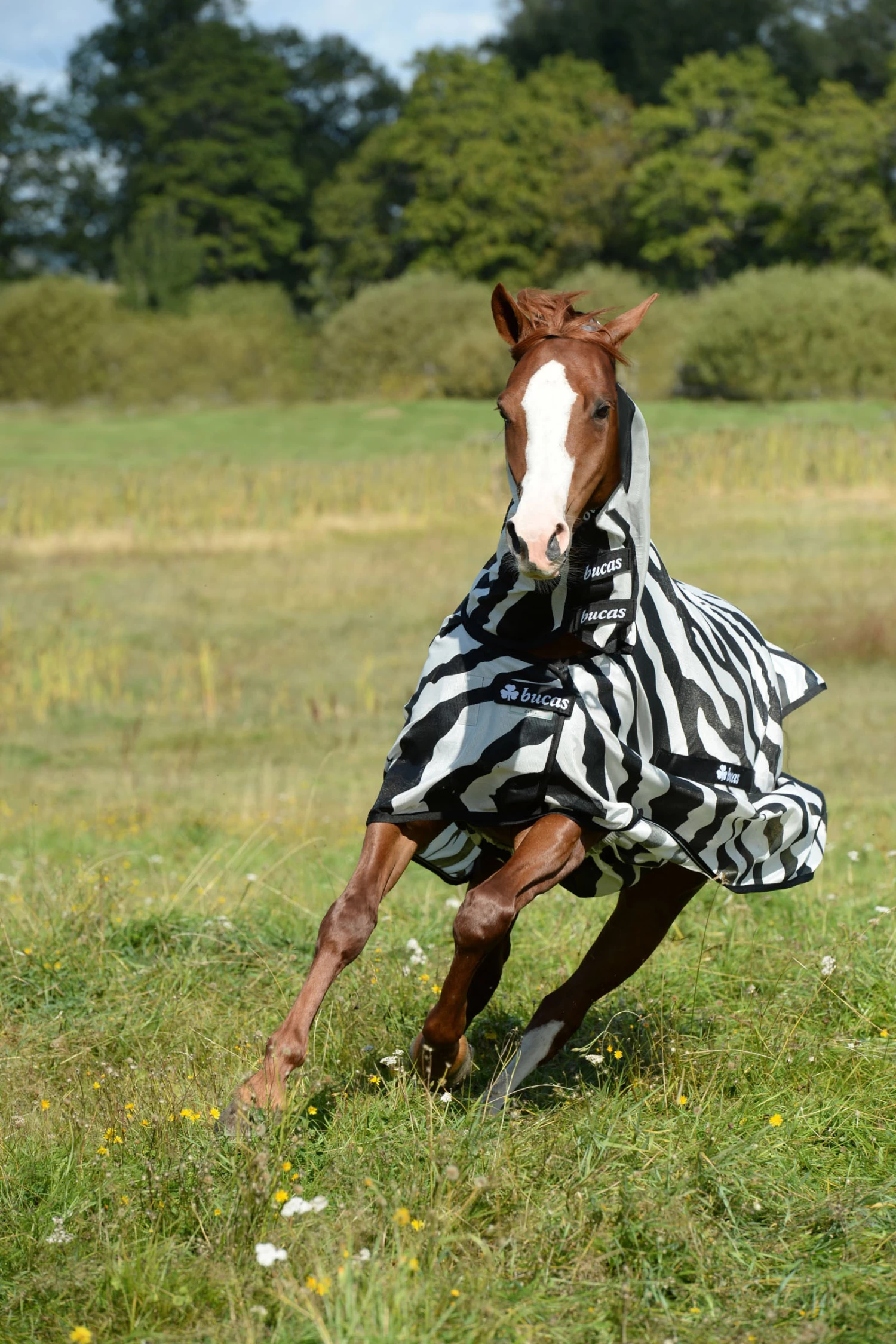 Bucas Buzz Off Full-Neck Zebra Fly Rug - Image 3