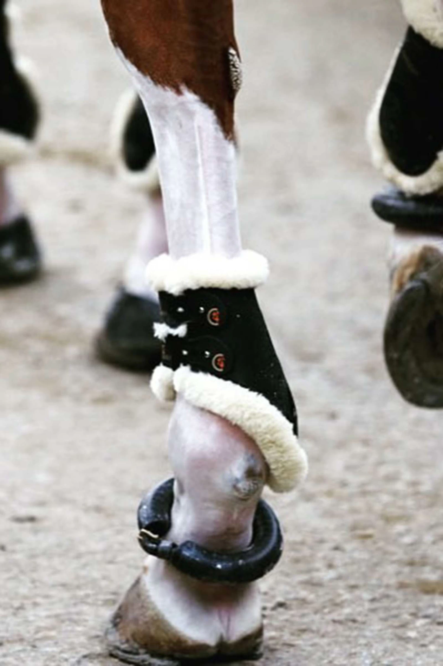 Kentucky Horsewear Sheepskin Fetlock Boots Elastic - Image 8