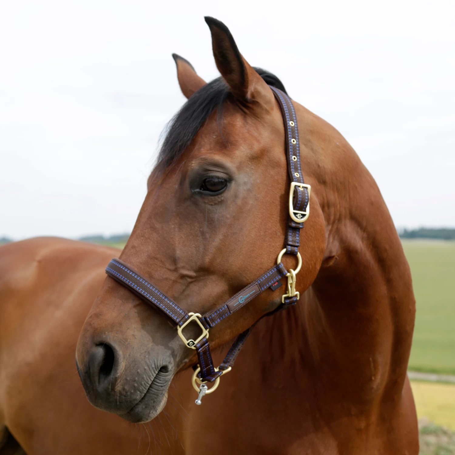 GoLeyGo Halter - Image 4