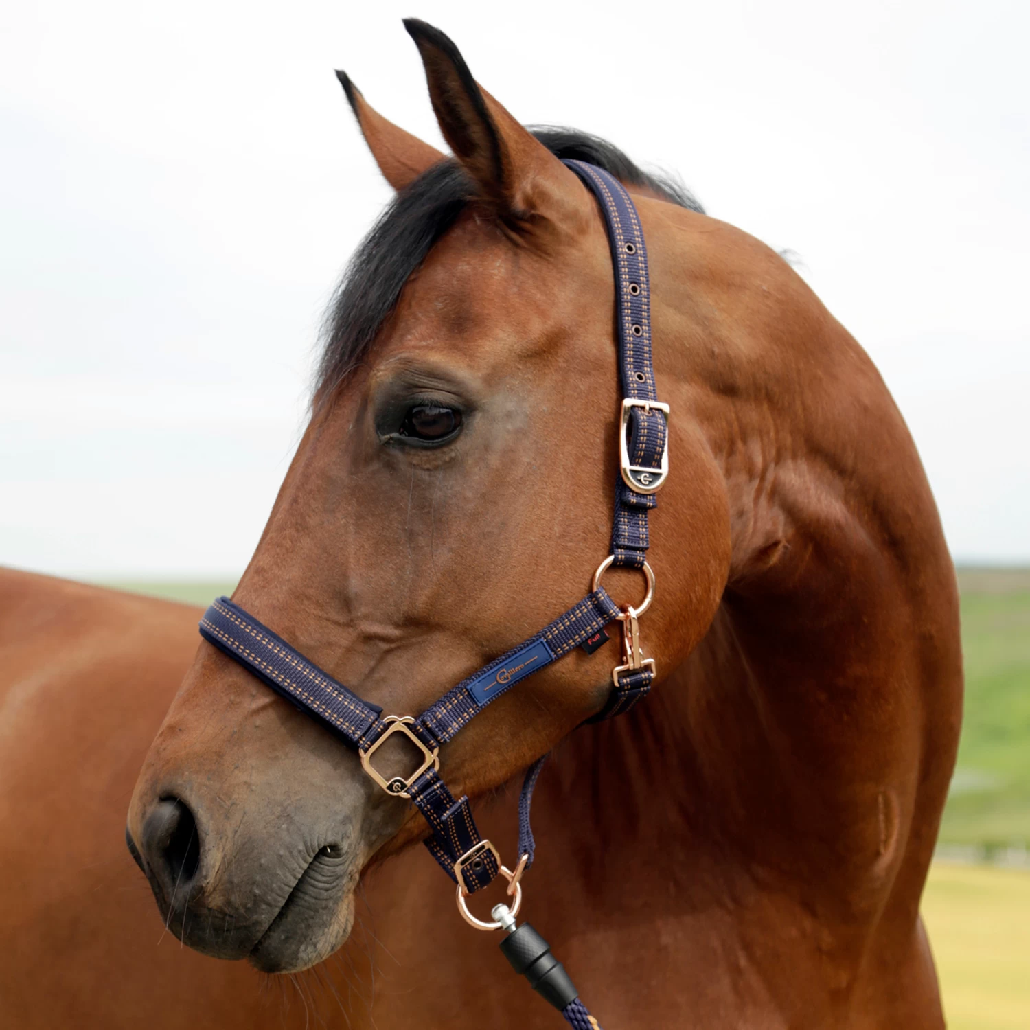 GoLeyGo Halter - Image 6