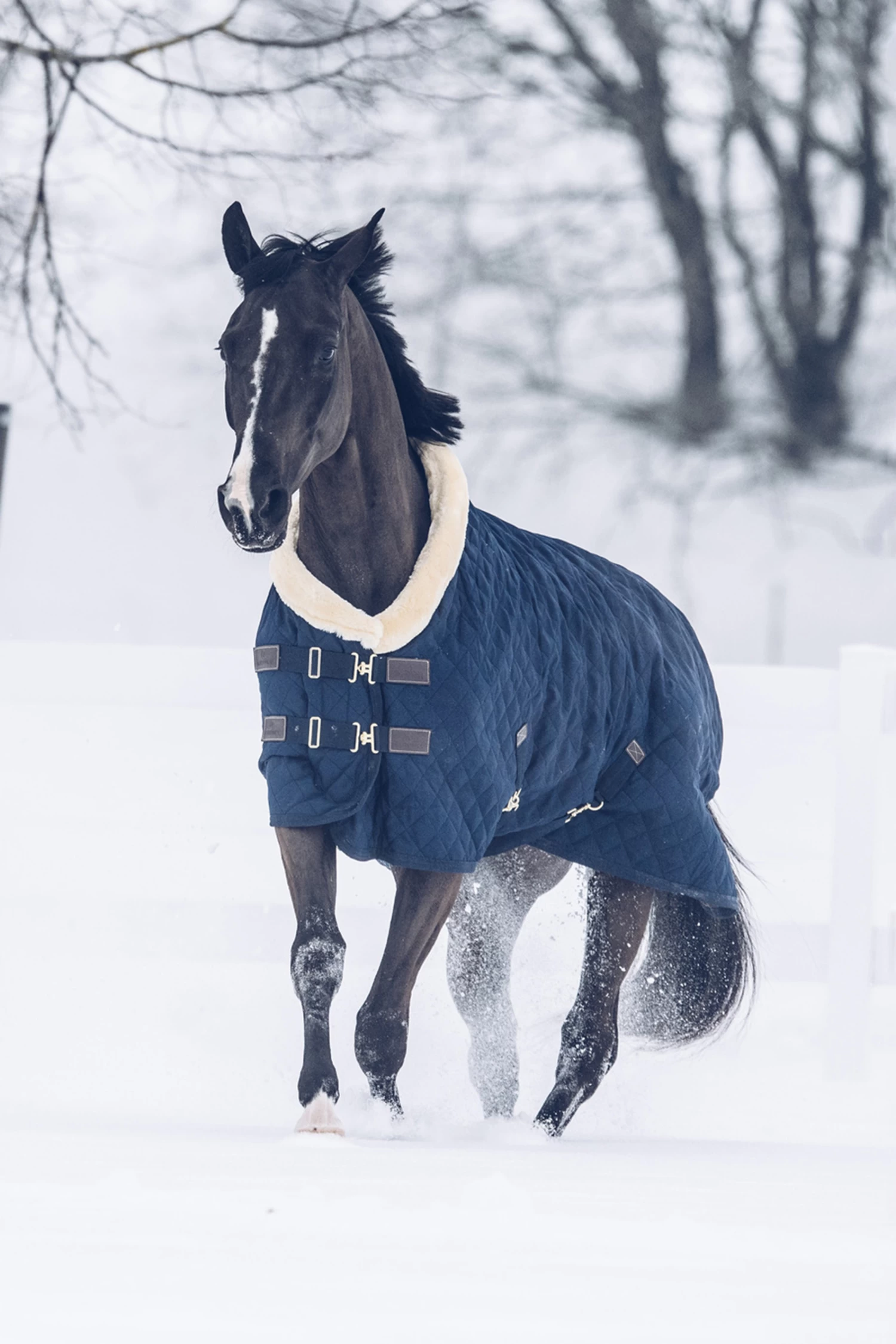 Kentucky Horsewear Show Rug, 160g - Image 3