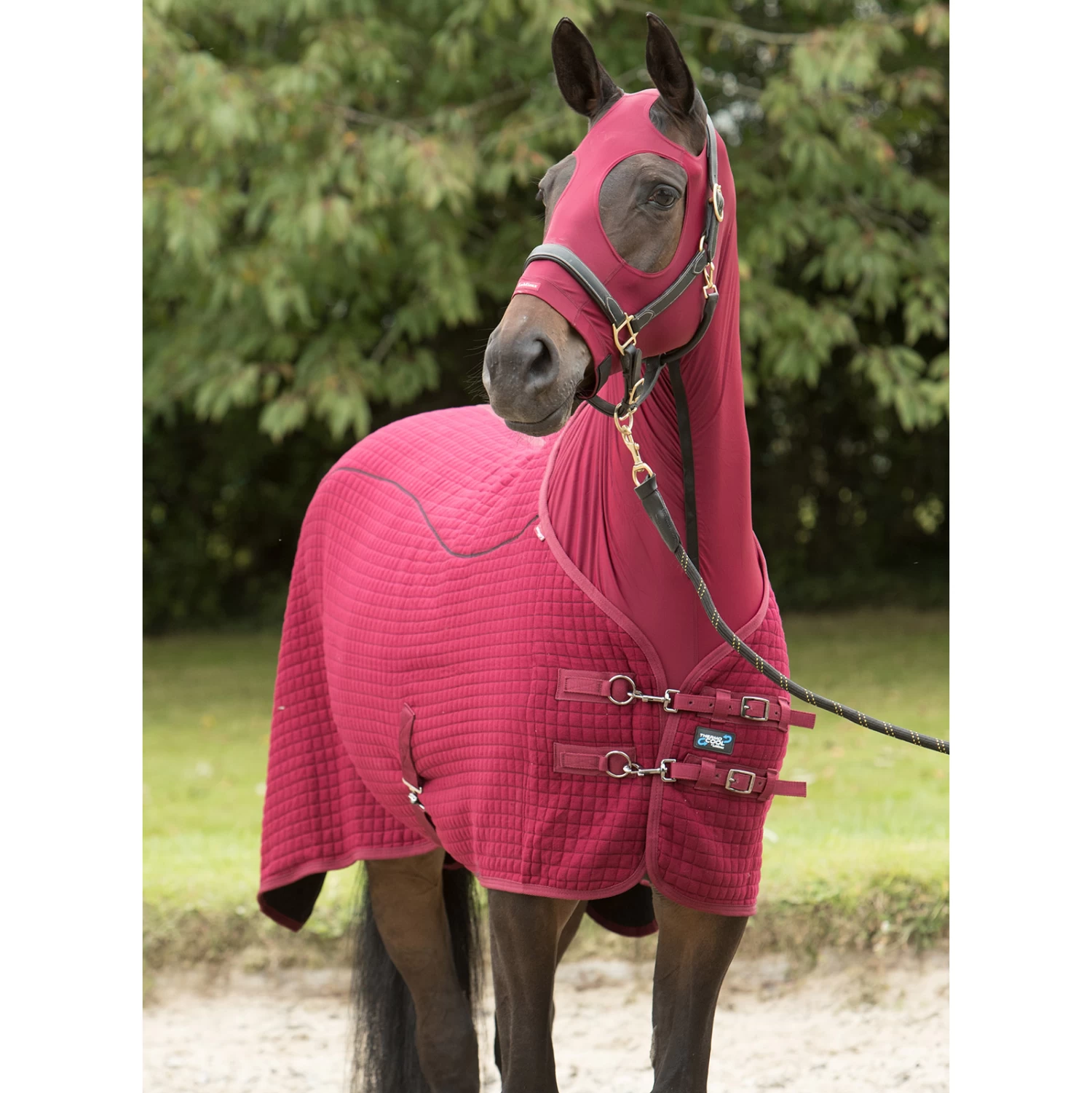 LeMieux Lycra Hoods - Image 4