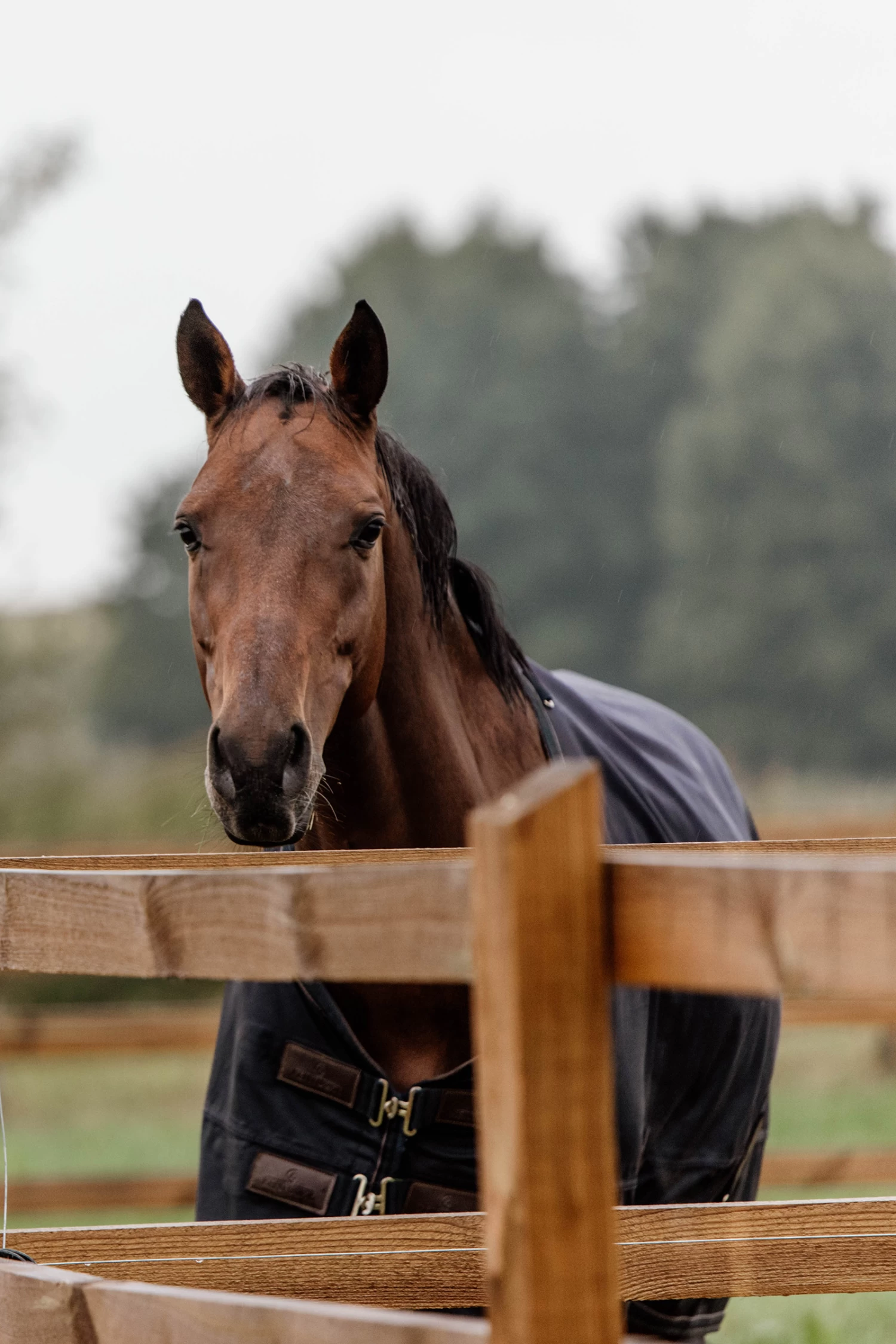 Kentucky Horsewear Turnout Rug All Weather, 300g - Image 4