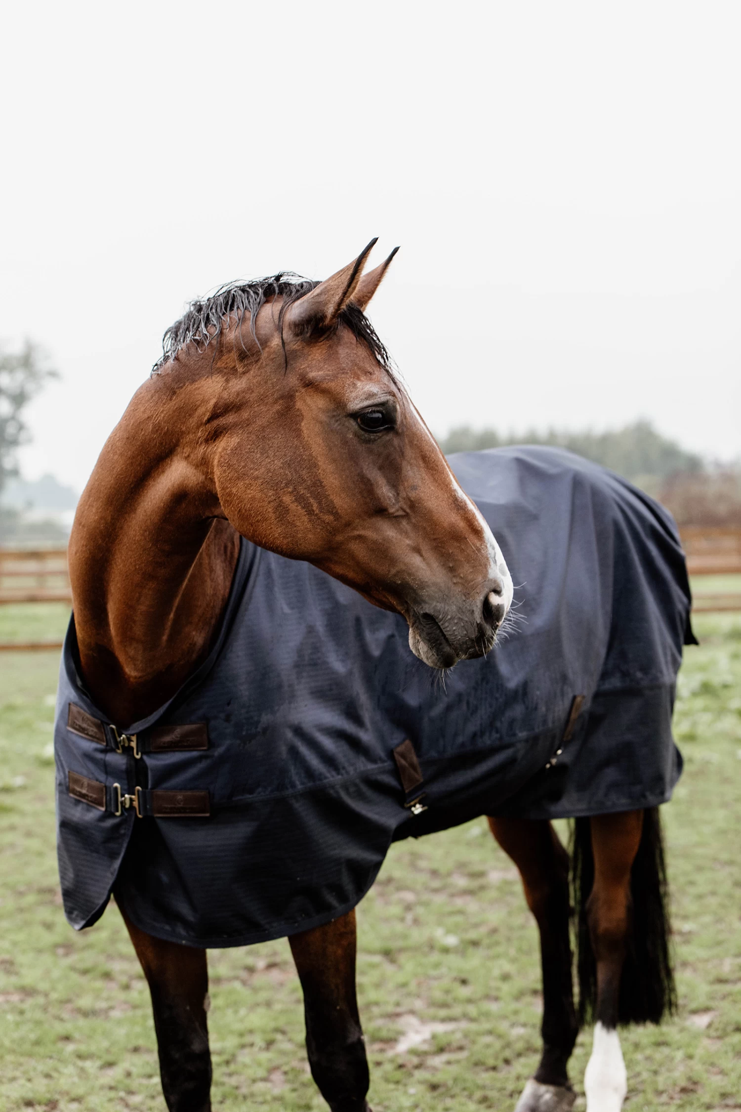 Kentucky Horsewear Turnout Rug All Weather, 300g - Image 6