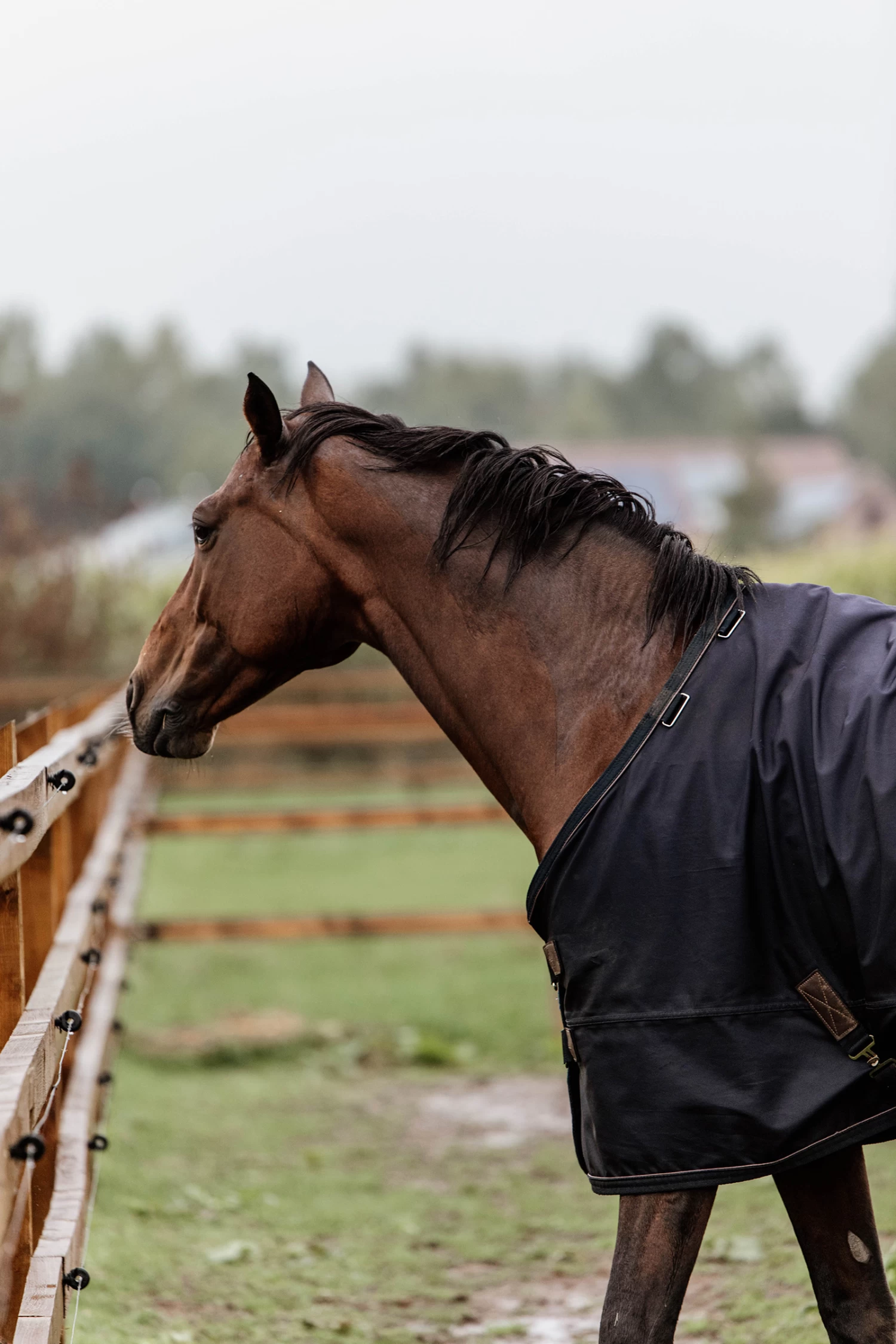 Kentucky Horsewear Turnout Rug All Weather, 300g - Image 8