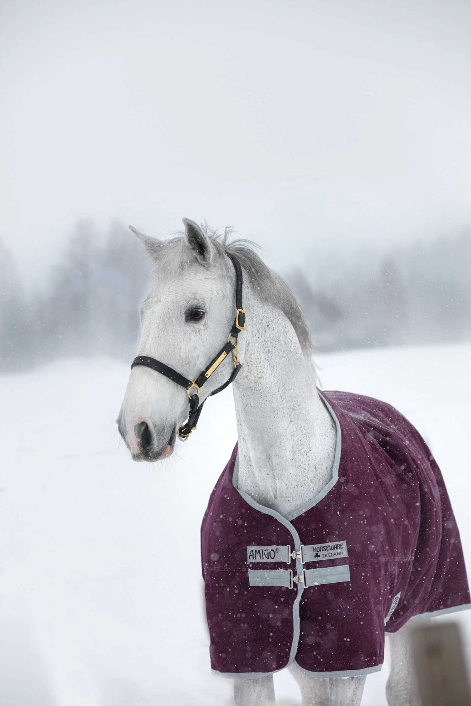 Horseware Amigo Hero Ripstop Turnout Rug, 200g