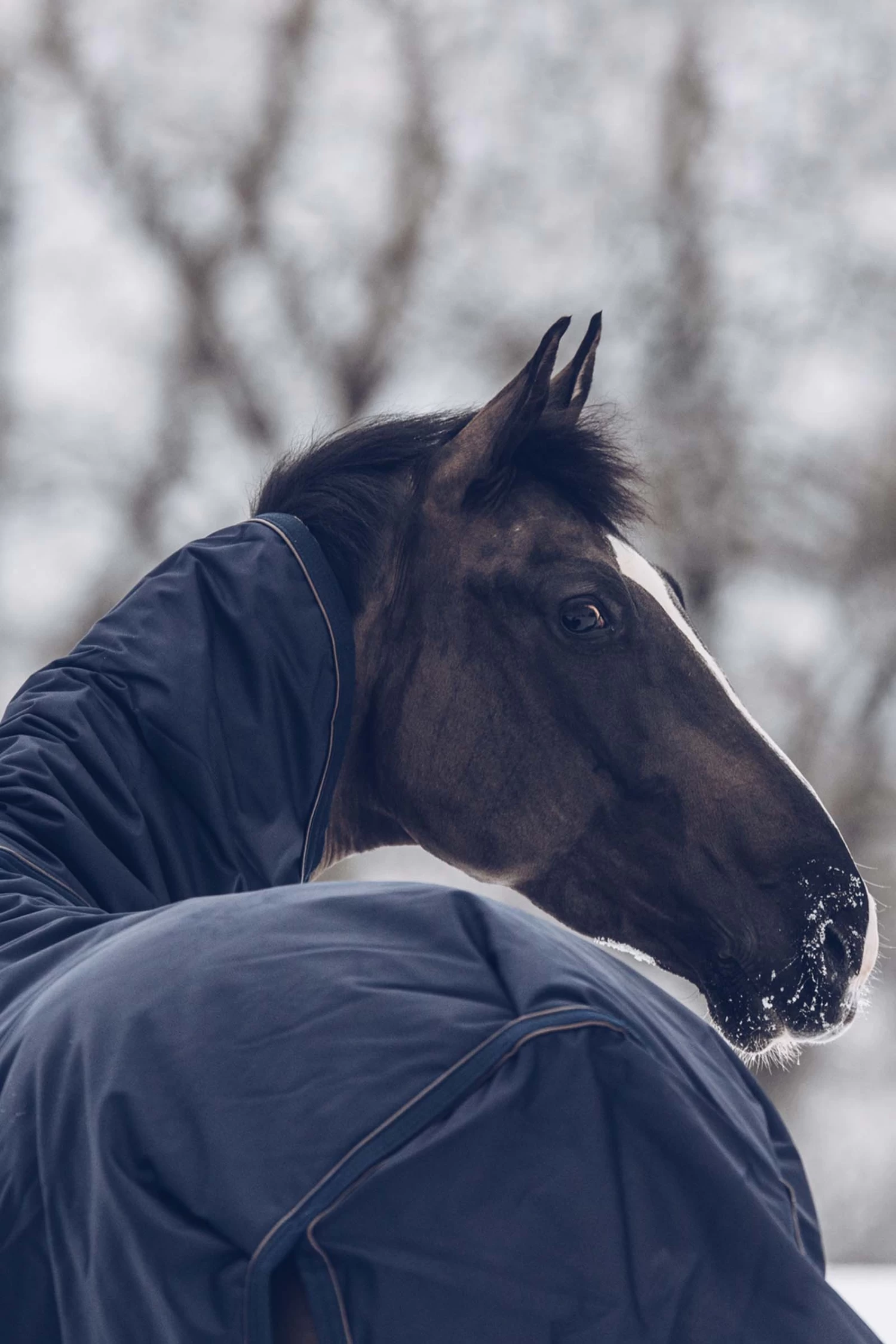 Kentucky Horsewear Turnout Rug All Weather Waterproof Classic, 300g - Image 6