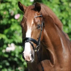 Kavalkade Clinchesse Bridle