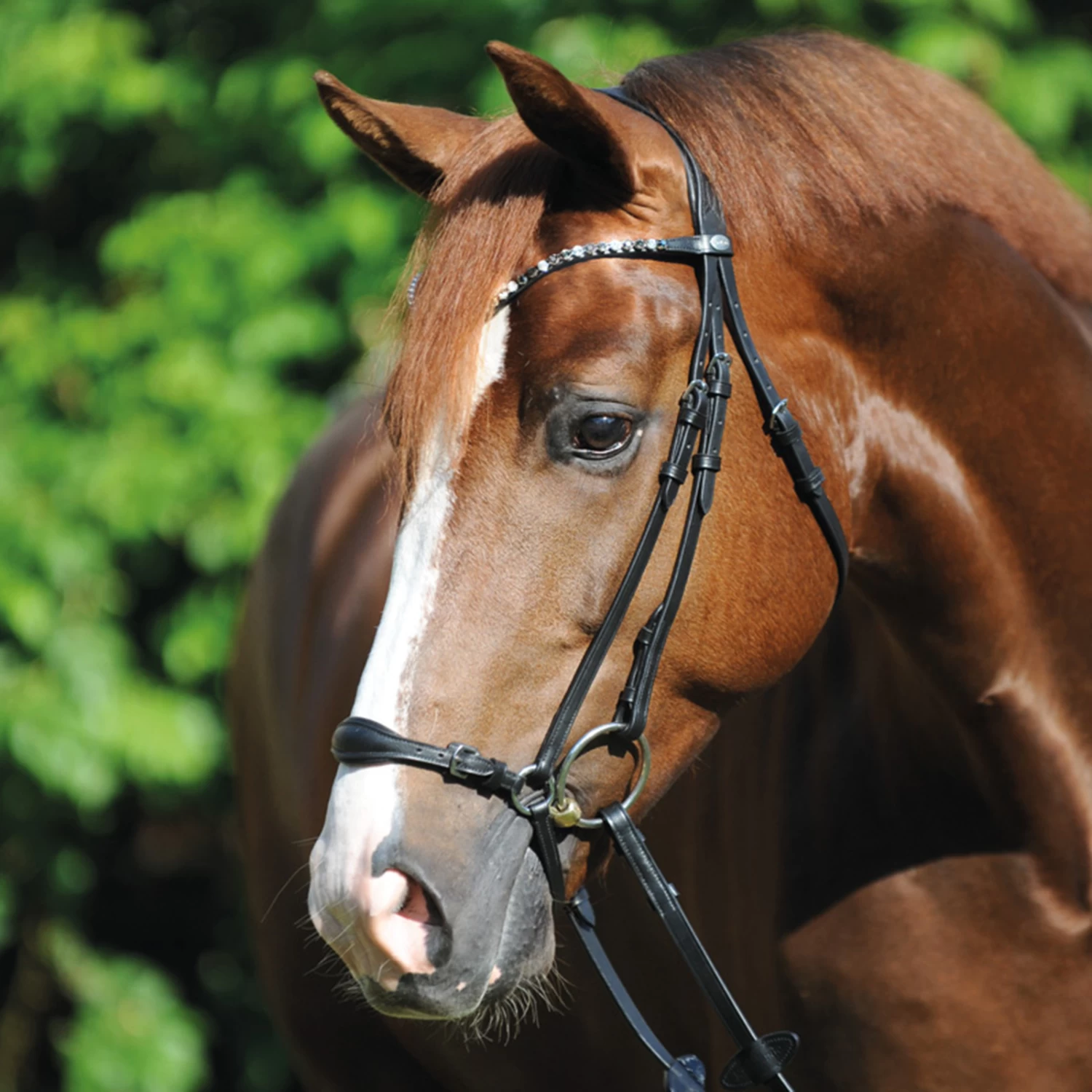 Kavalkade Fiala Bridle
