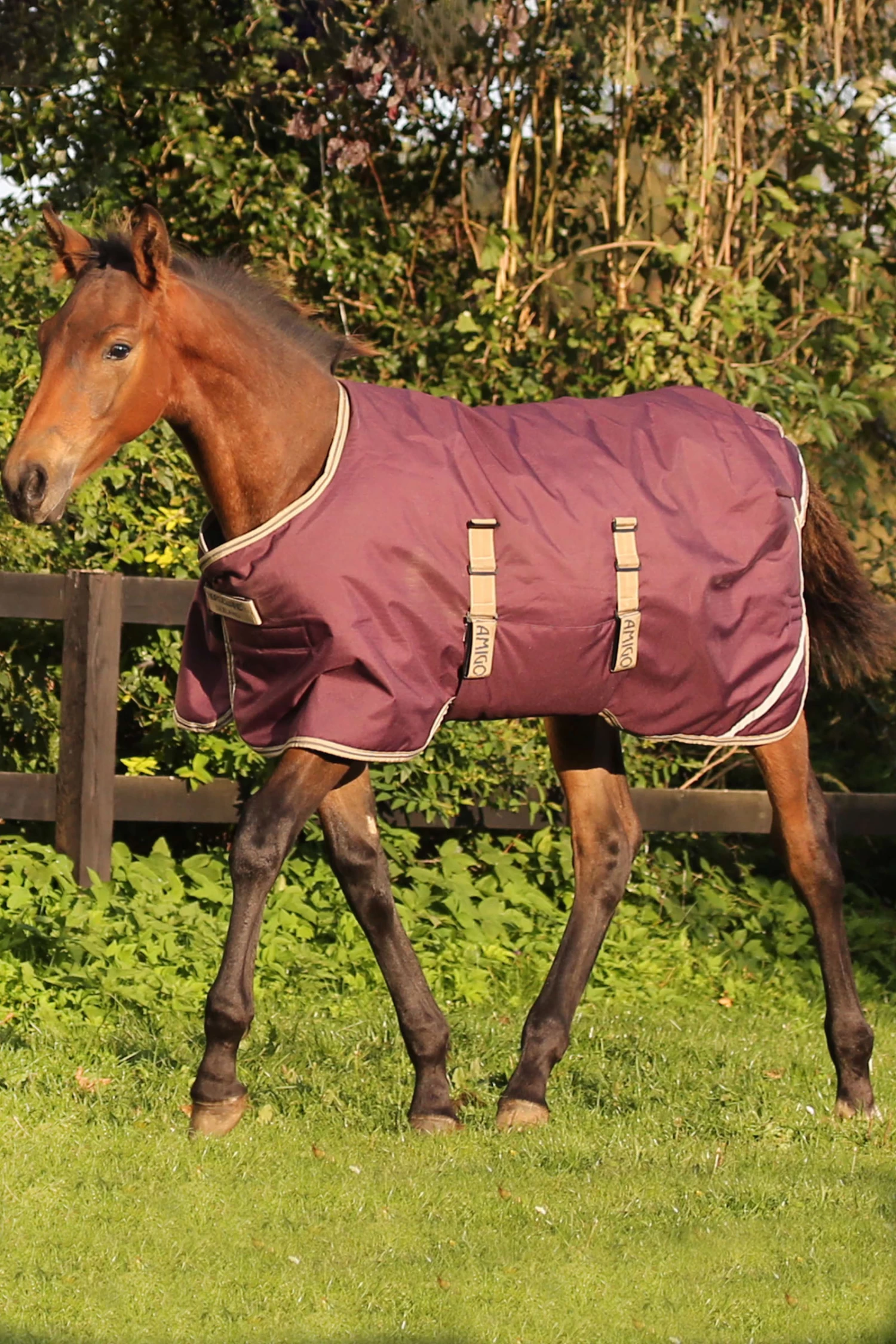 Horseware Amigo Ripstop Foal Rug, 200g - Image 2