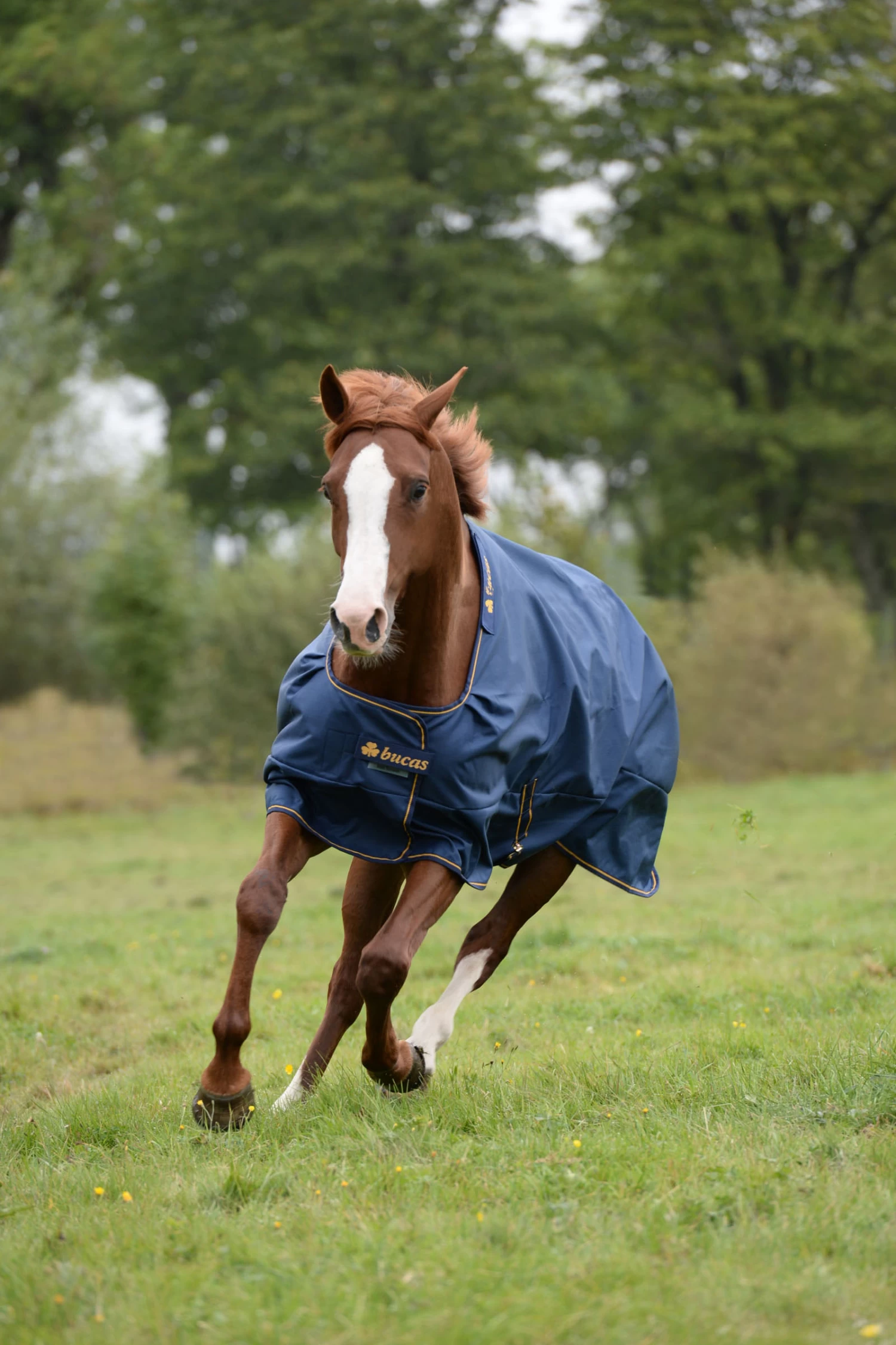 Bucas Irish Turnout 150g - Image 6