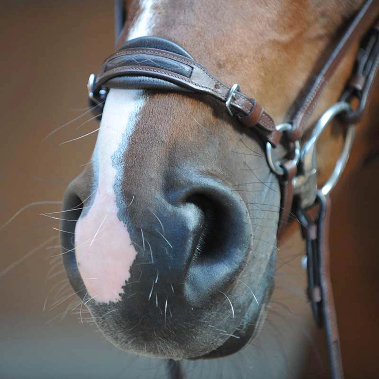 Kavalkade Levana Bridle - Image 4