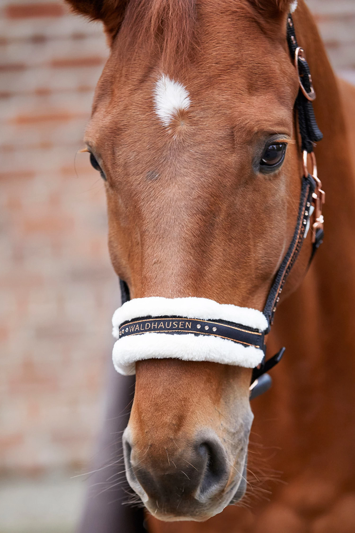 Waldhausen Elegant Halter - Image 2