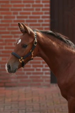 Covalliero TopLine Foal Halter