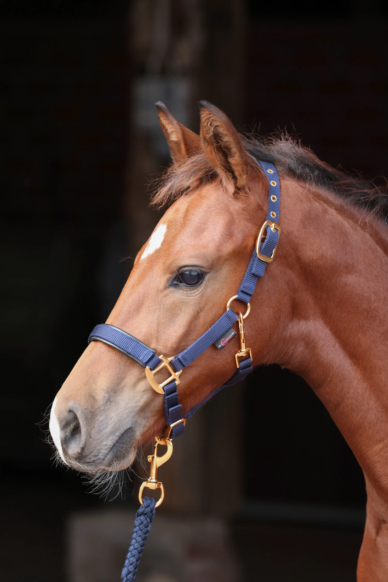 Covalliero TopLine Foal Halter - Image 4