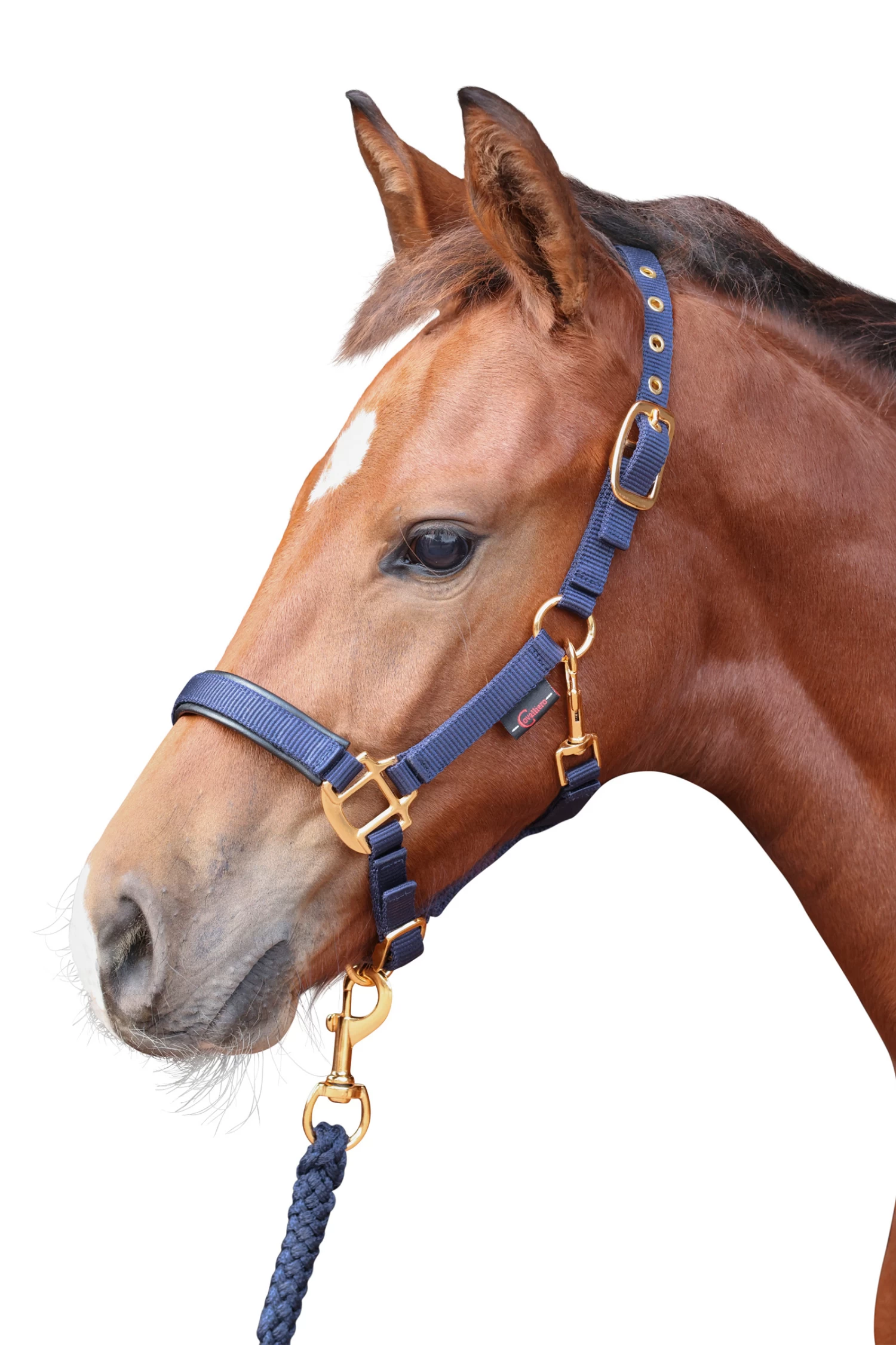 Covalliero TopLine Foal Halter - Image 7