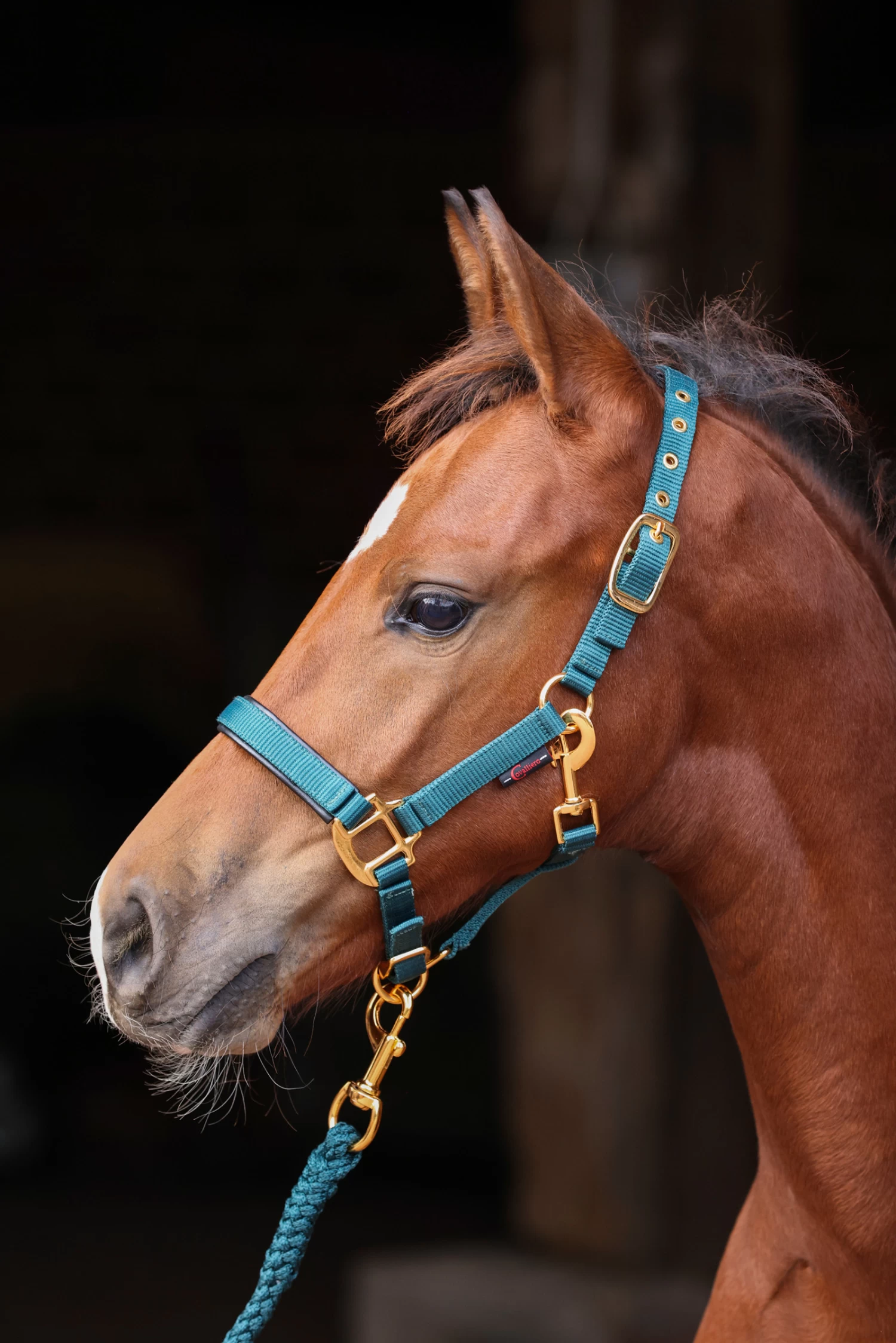 Covalliero TopLine Foal Halter - Image 8