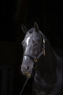 Covalliero TopLine Halter