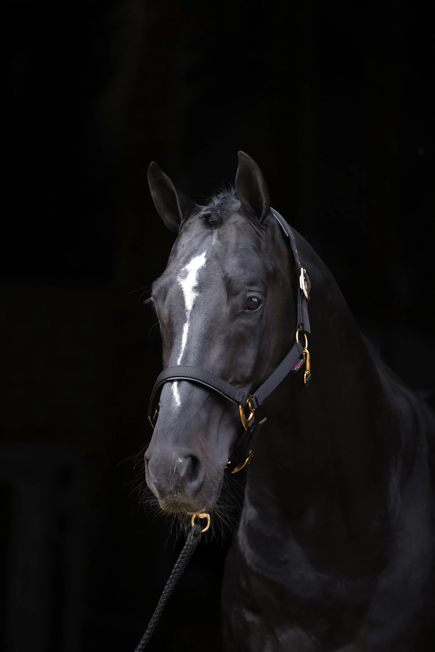 Covalliero TopLine Halter