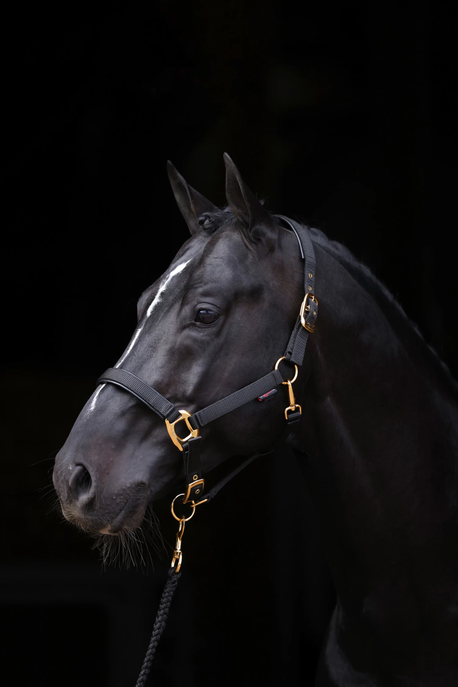 Covalliero TopLine Halter - Image 2