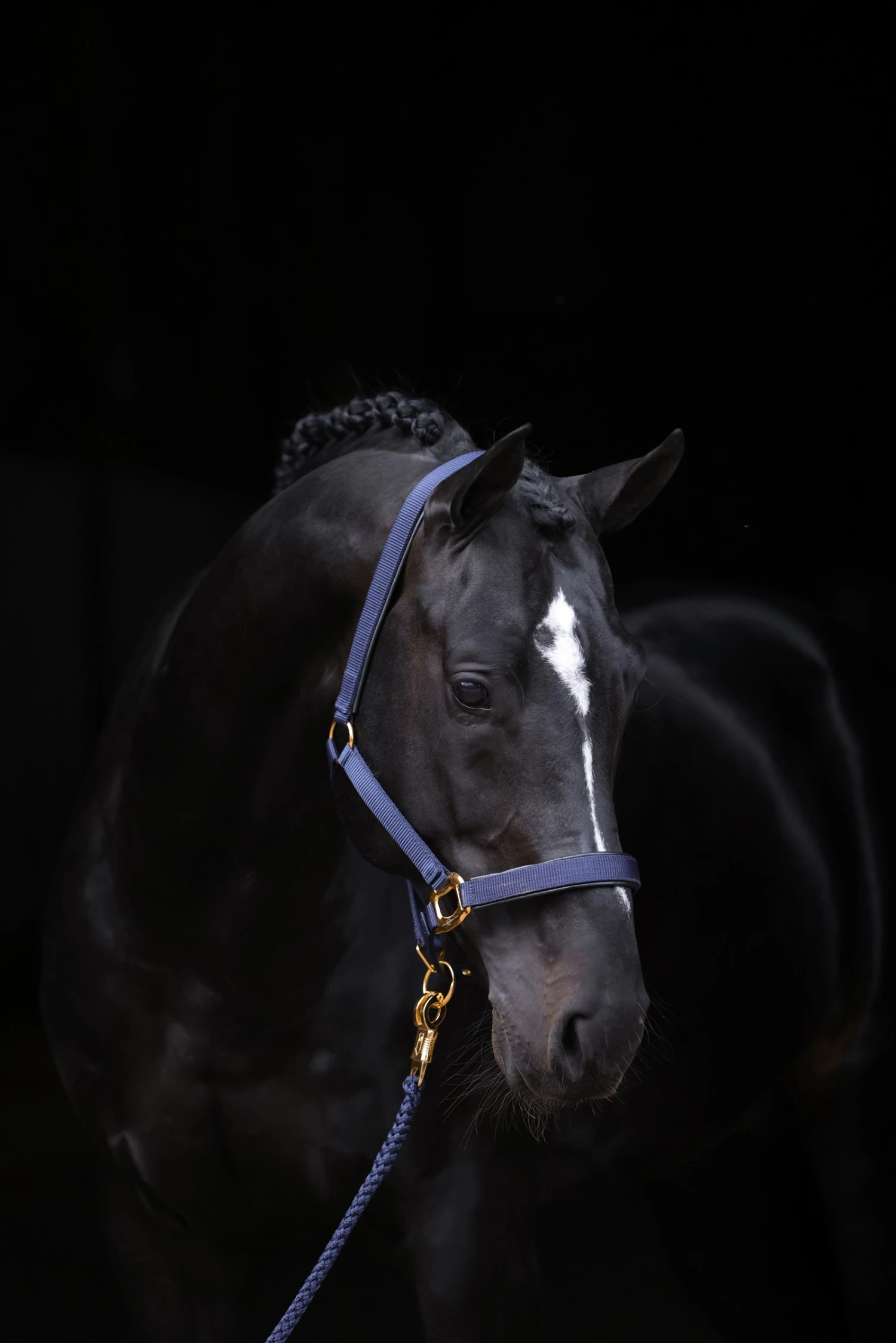 Covalliero TopLine Halter - Image 5