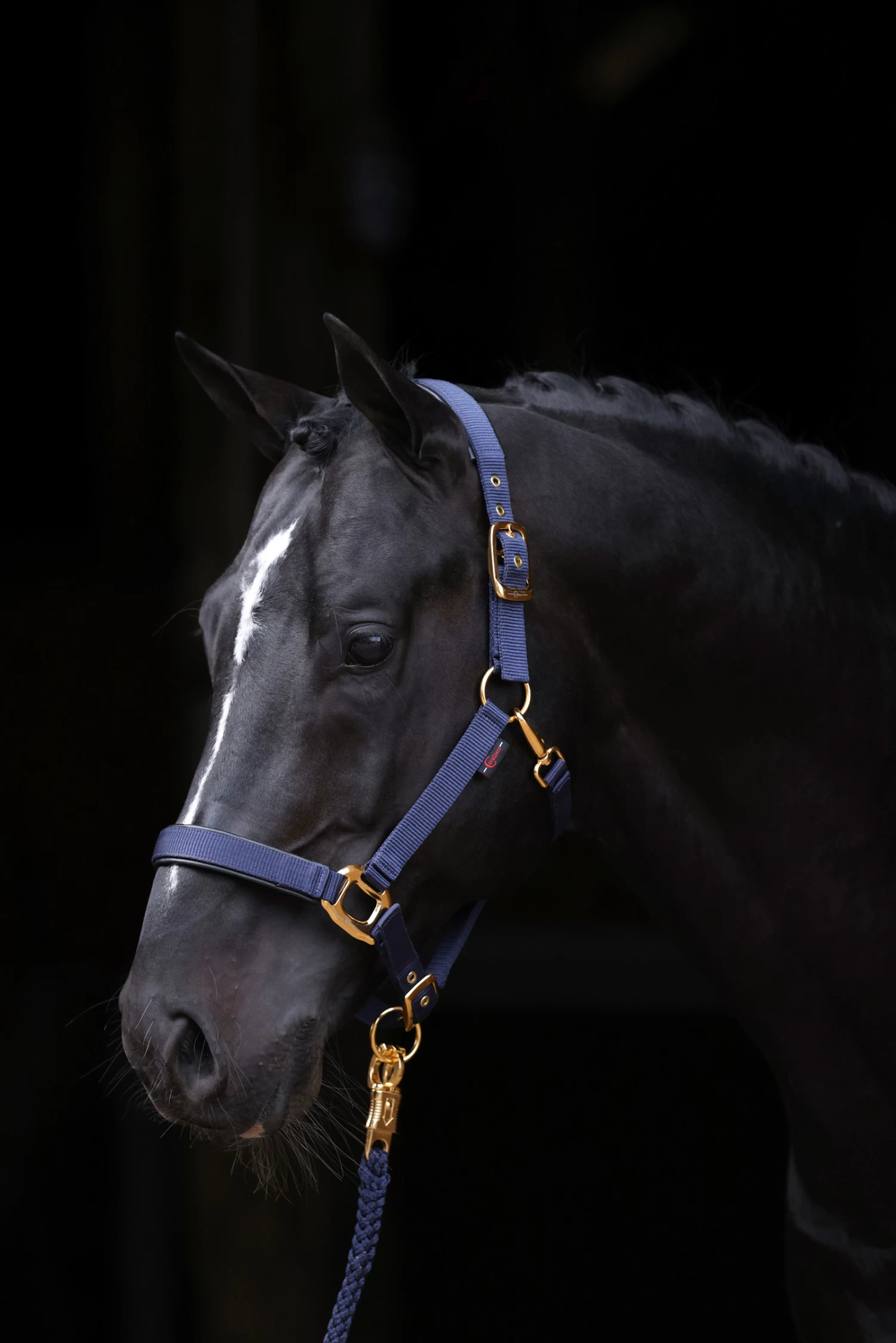 Covalliero TopLine Halter - Image 6