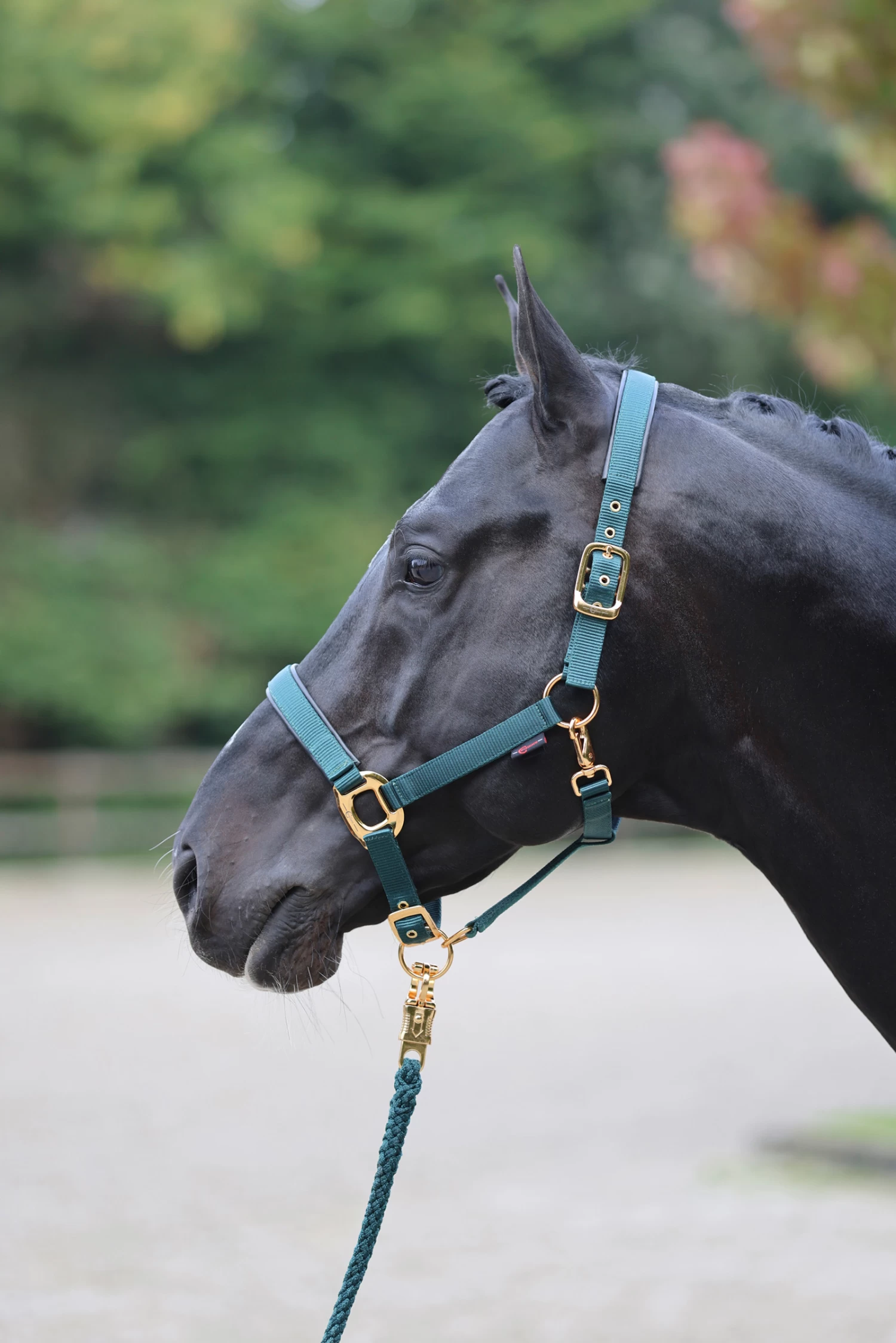 Covalliero TopLine Halter - Image 9