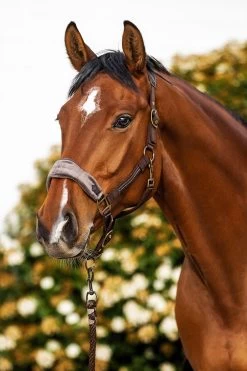 USG Crown Halter Set