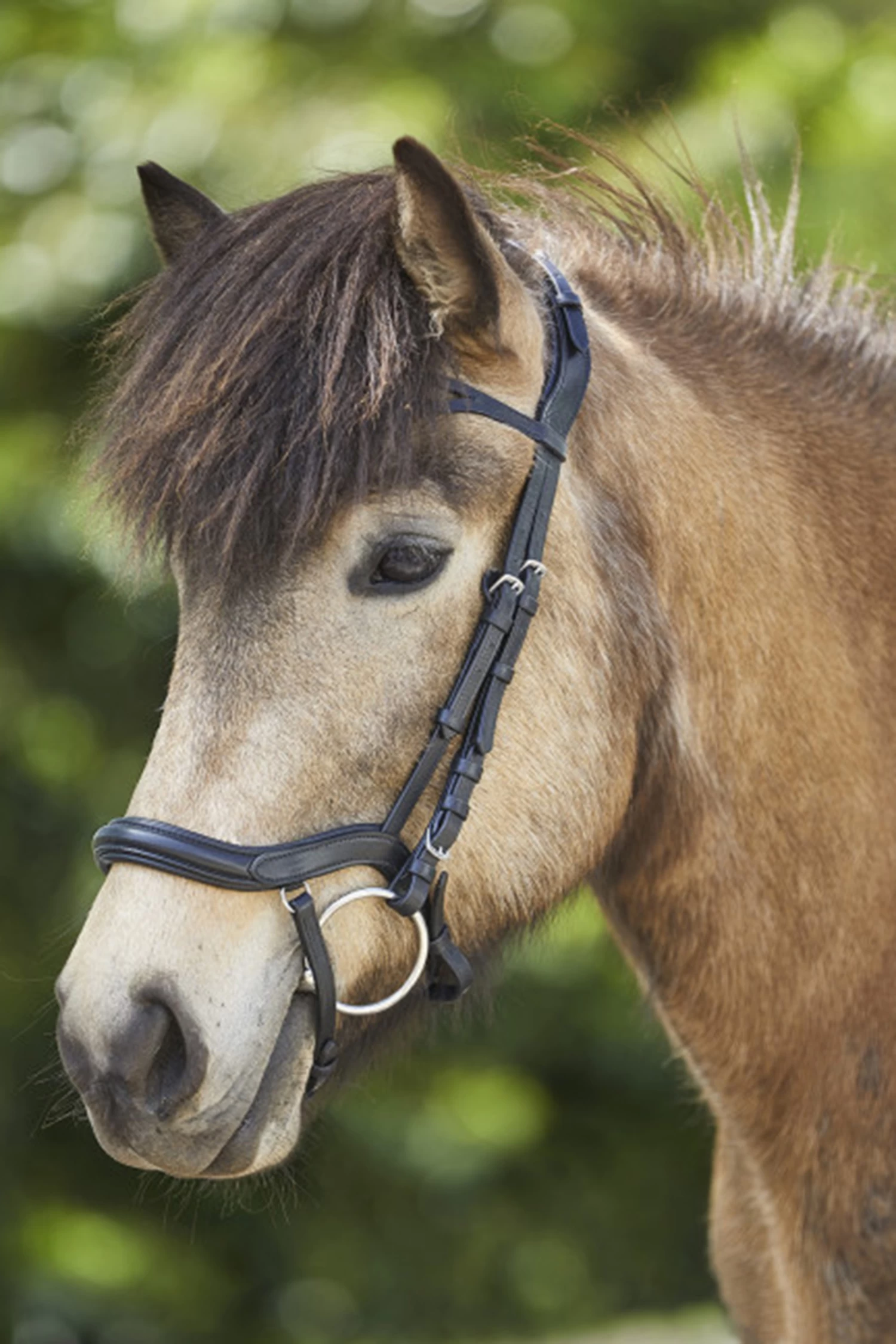 Waldhausen Anatomical Icelandic Bridle - Image 3