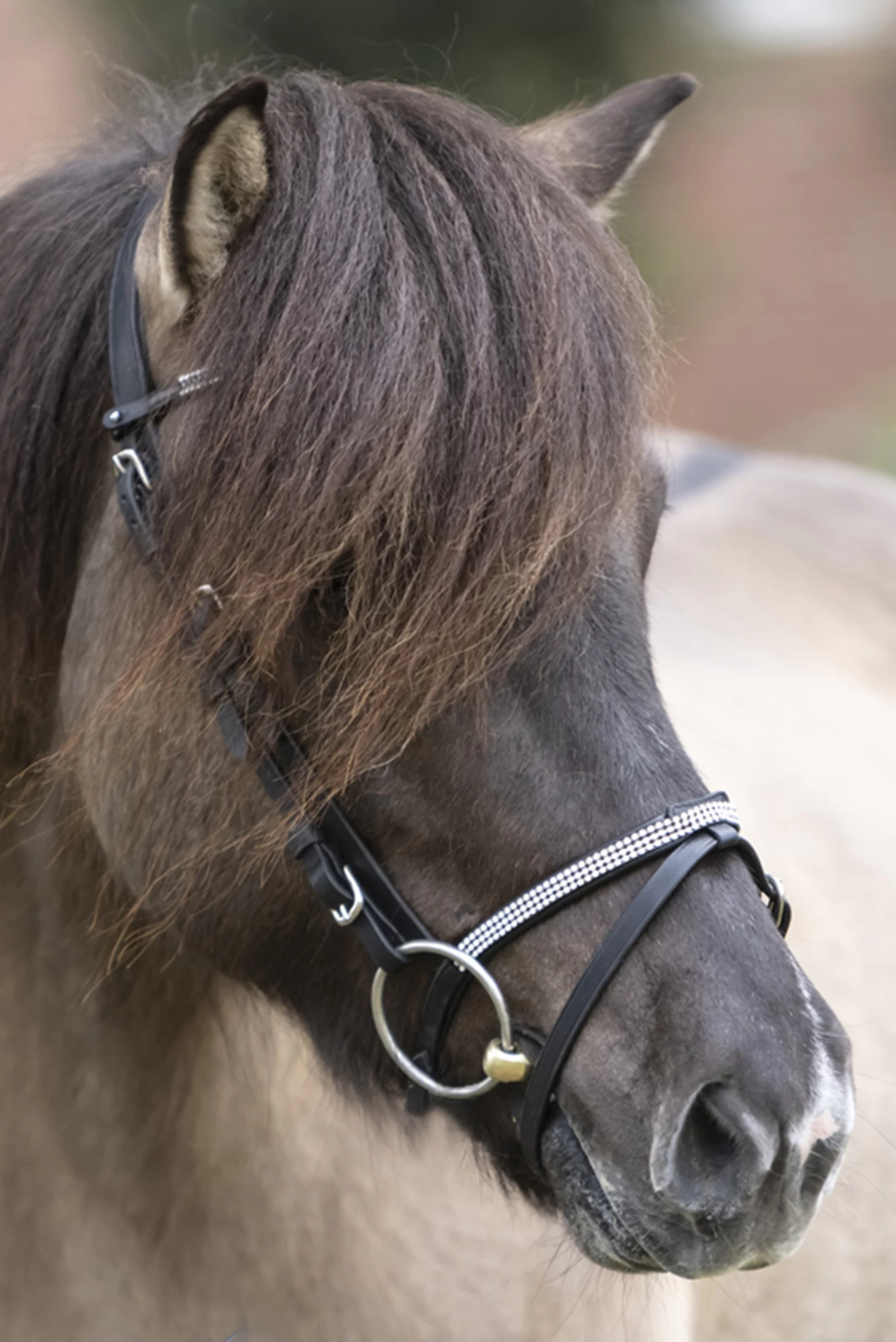 Kavalkade Hvítur English Noseband For Aradis Icelandic Bridle - Image 3